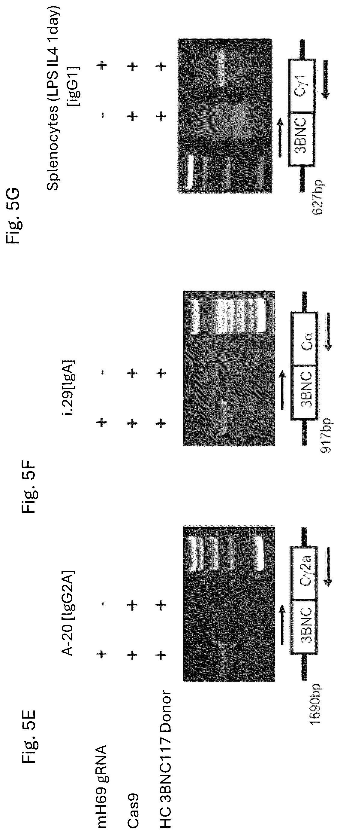Patent US12617832 Figure 11 – Genetic engineering of B cell receptors and uses thereof in antigen-induced antibody secretion