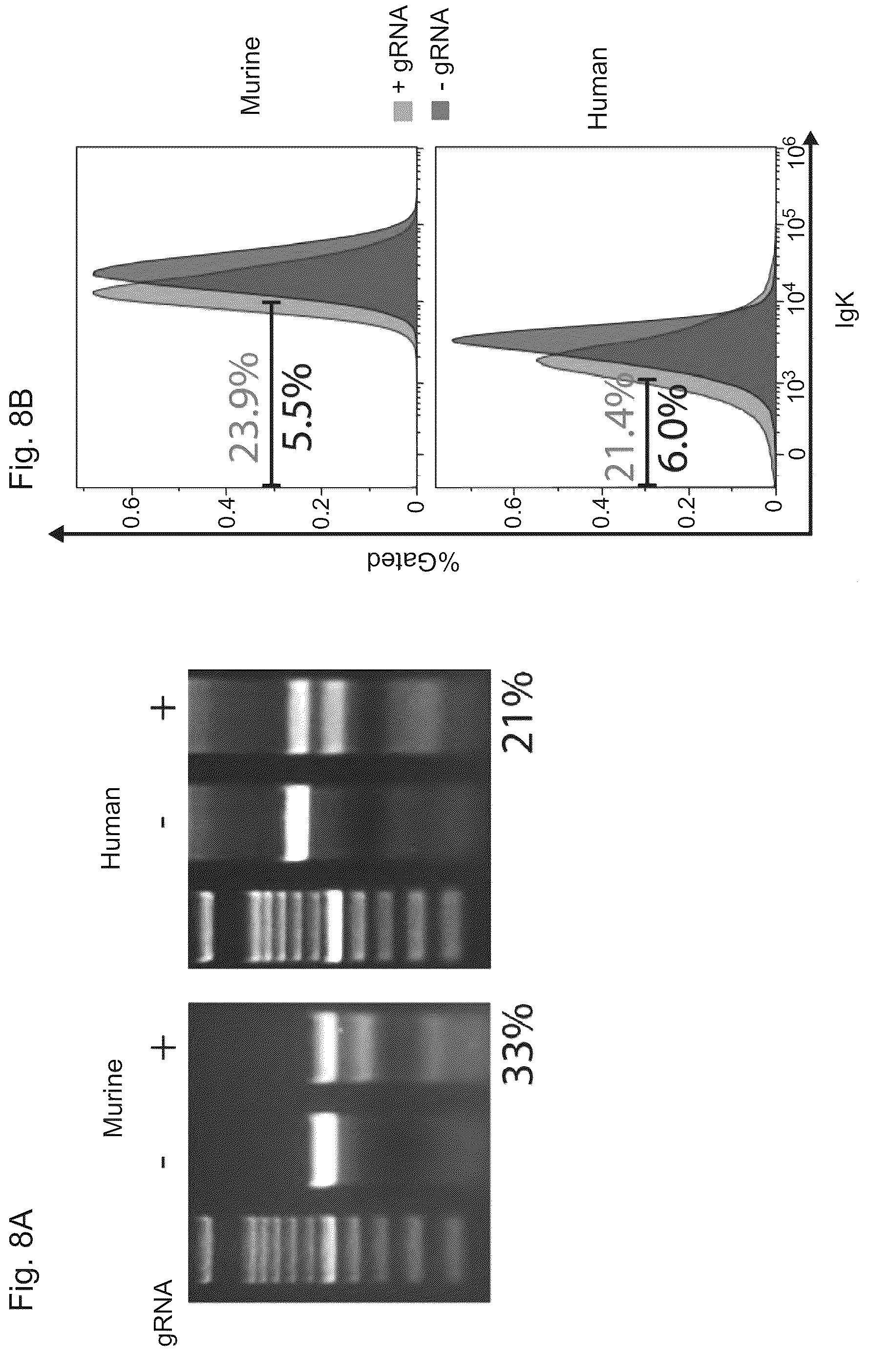Patent US12617832 Figure 19 – Genetic engineering of B cell receptors and uses thereof in antigen-induced antibody secretion