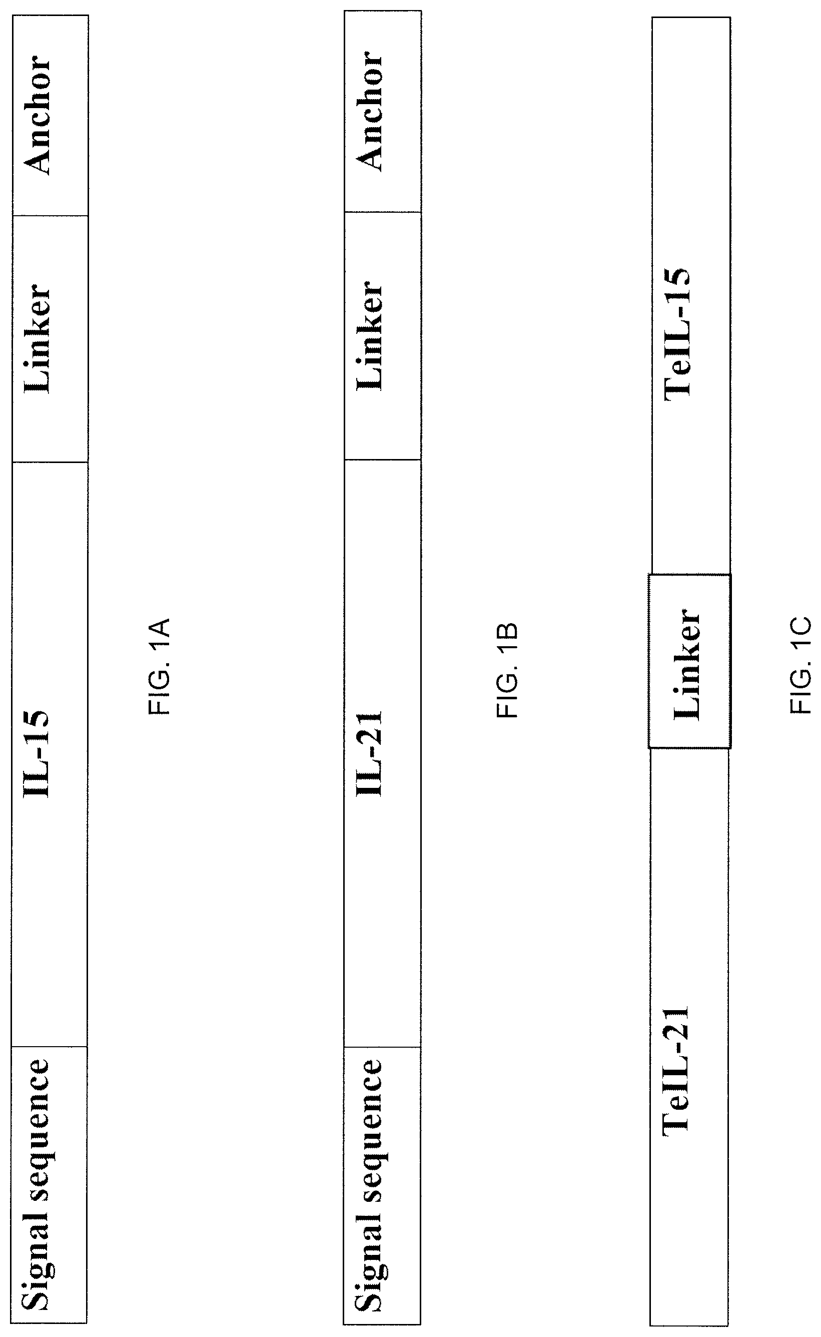 Patent US12617833 Figure 1 – Tethered interleukin-15 and interleukin-21