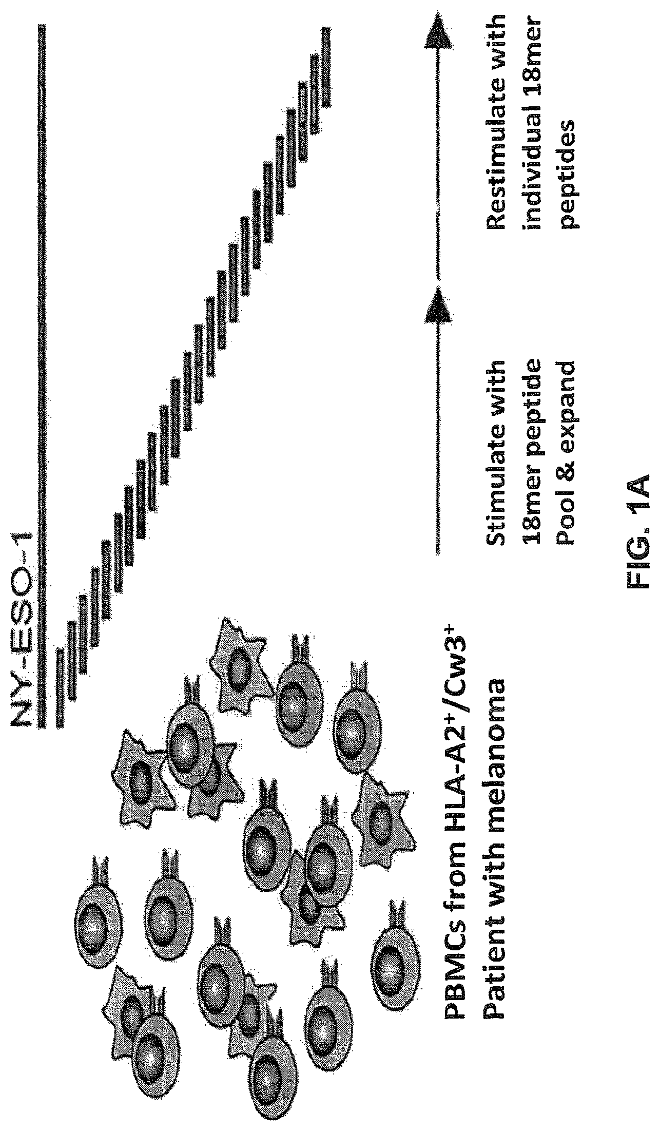 Patent US12617834 Figure 1 – Composition of NY-ESO-1-specific t cell receptors restricted on multiple major histocompatibility complex molecules