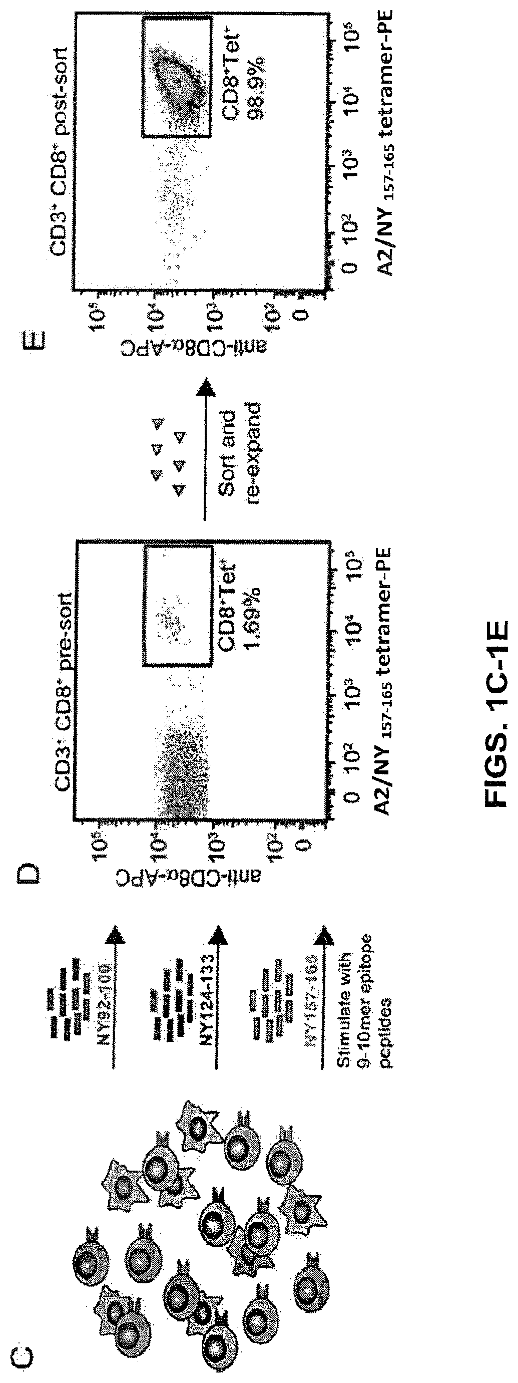 Patent US12617834 Figure 3 – Composition of NY-ESO-1-specific t cell receptors restricted on multiple major histocompatibility complex molecules