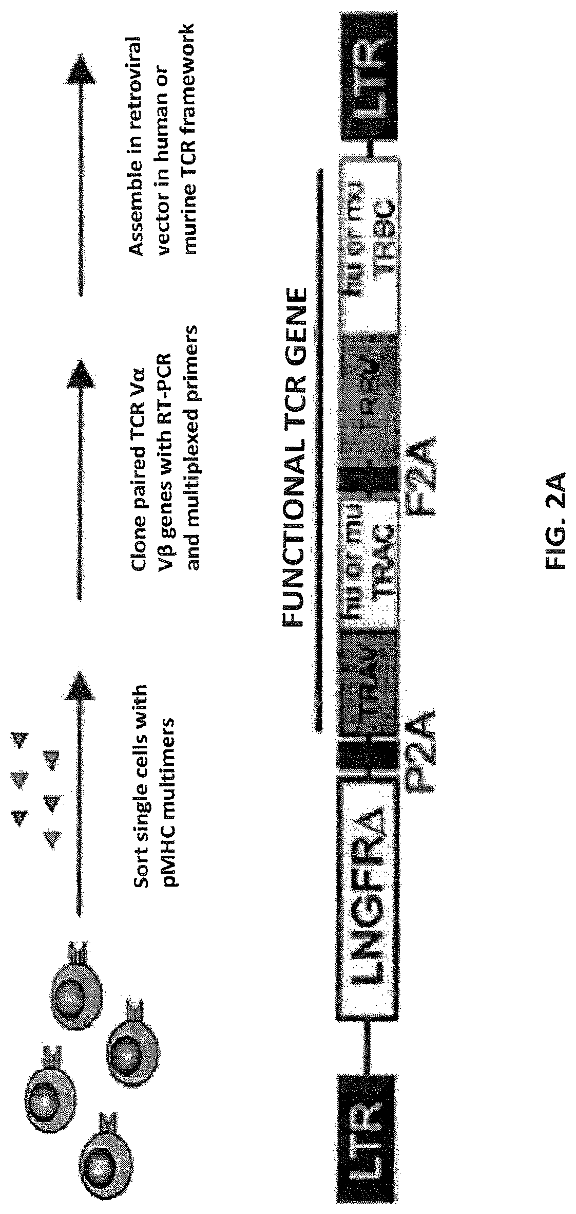 Patent US12617834 Figure 4 – Composition of NY-ESO-1-specific t cell receptors restricted on multiple major histocompatibility complex molecules
