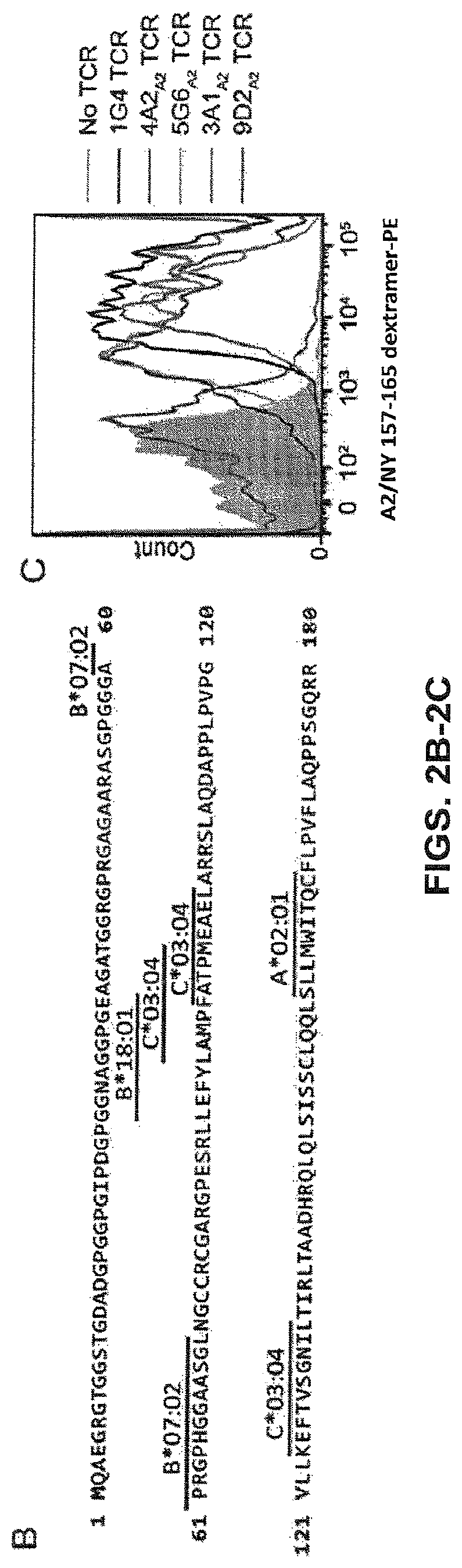 Patent US12617834 Figure 5 – Composition of NY-ESO-1-specific t cell receptors restricted on multiple major histocompatibility complex molecules