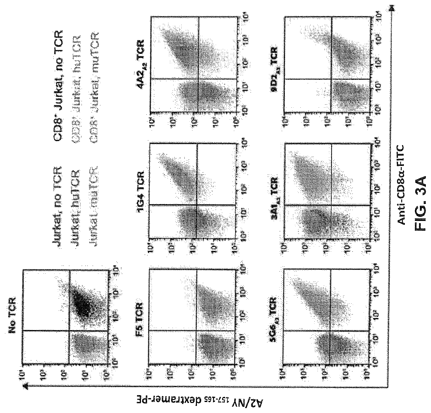 Patent US12617834 Figure 7 – Composition of NY-ESO-1-specific t cell receptors restricted on multiple major histocompatibility complex molecules