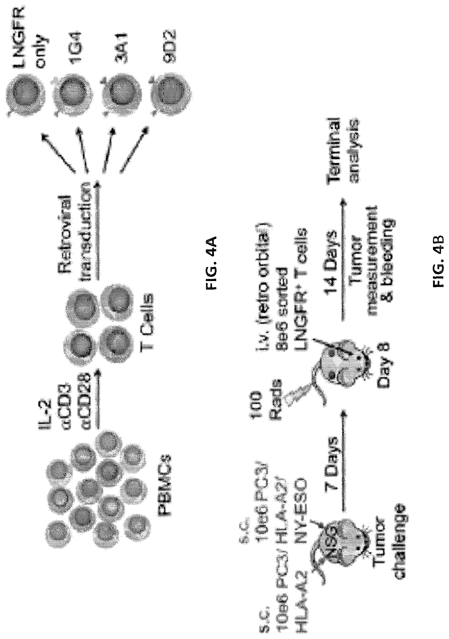 Patent US12617834 Figure 12 – Composition of NY-ESO-1-specific t cell receptors restricted on multiple major histocompatibility complex molecules
