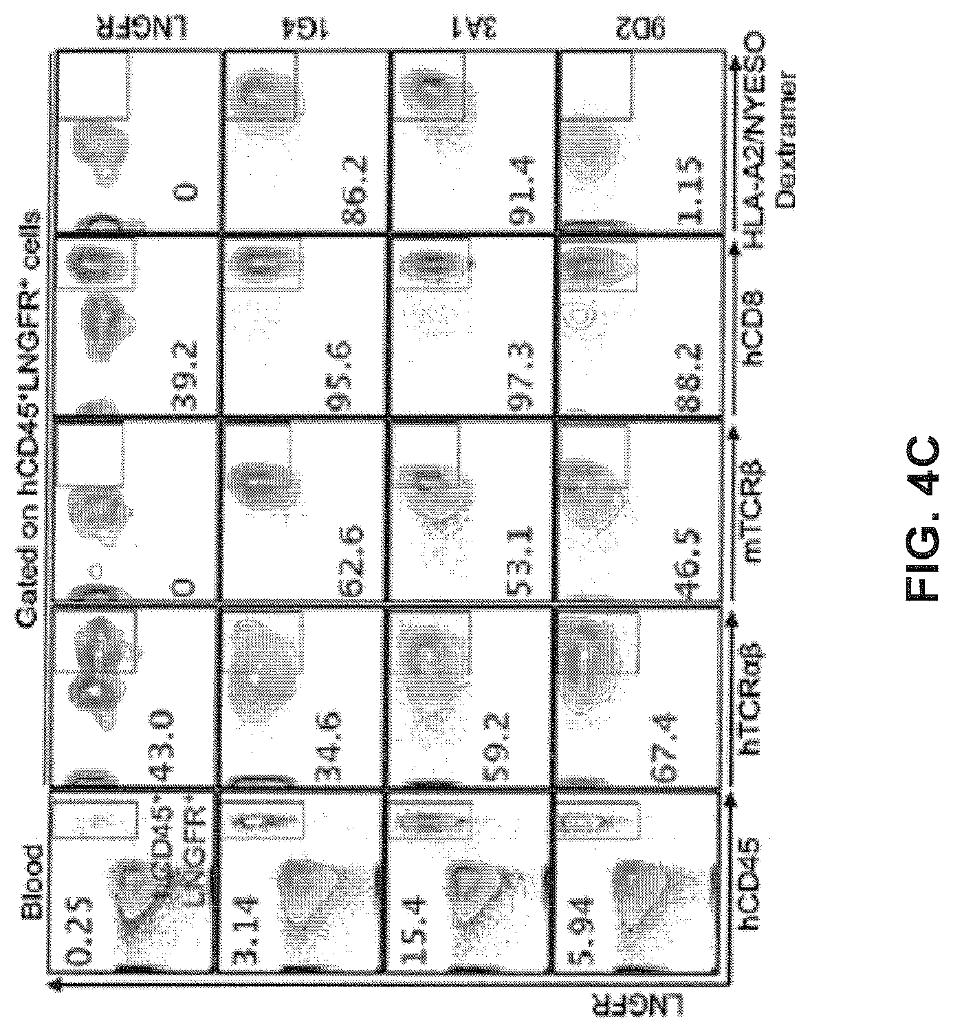 Patent US12617834 Figure 13 – Composition of NY-ESO-1-specific t cell receptors restricted on multiple major histocompatibility complex molecules