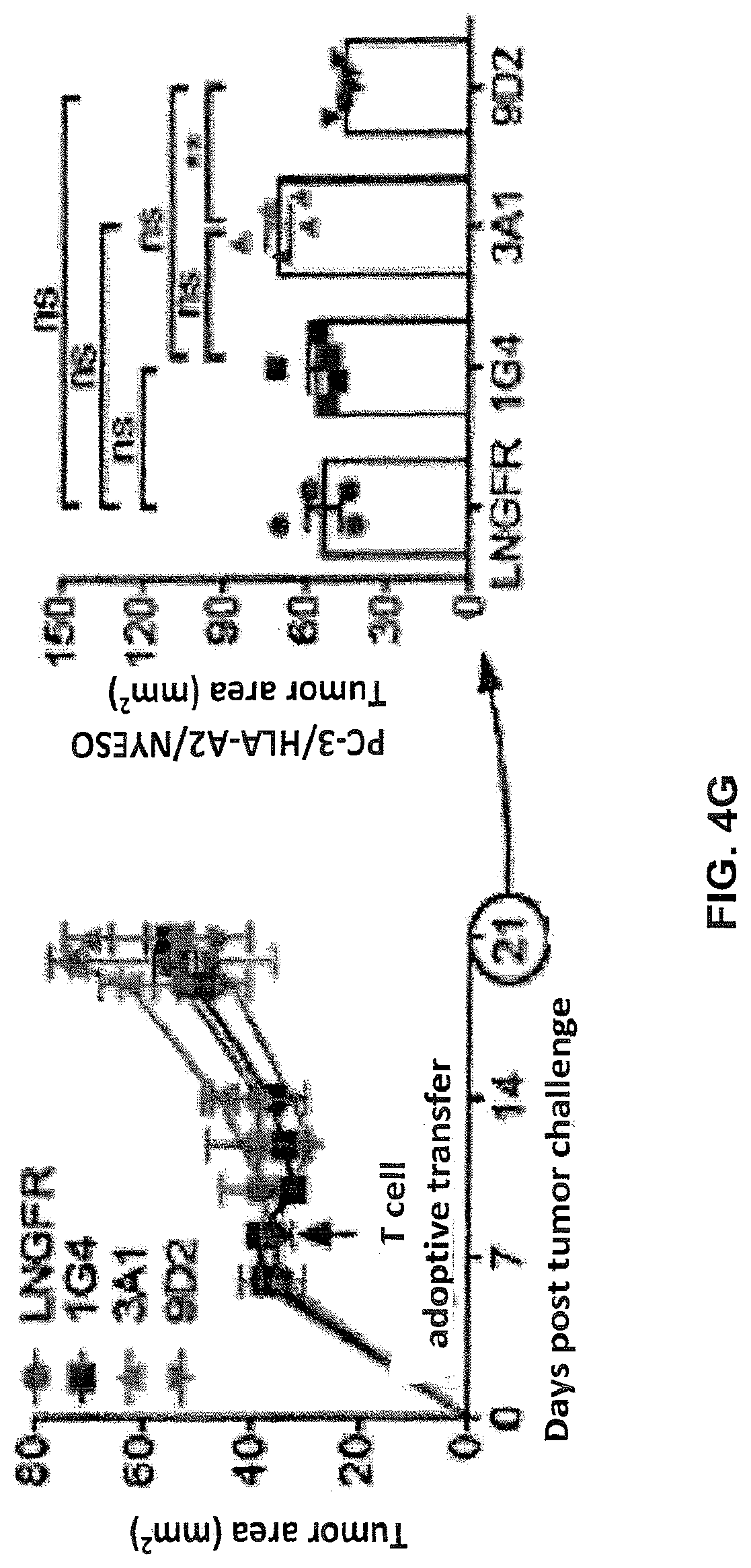 Patent US12617834 Figure 16 – Composition of NY-ESO-1-specific t cell receptors restricted on multiple major histocompatibility complex molecules