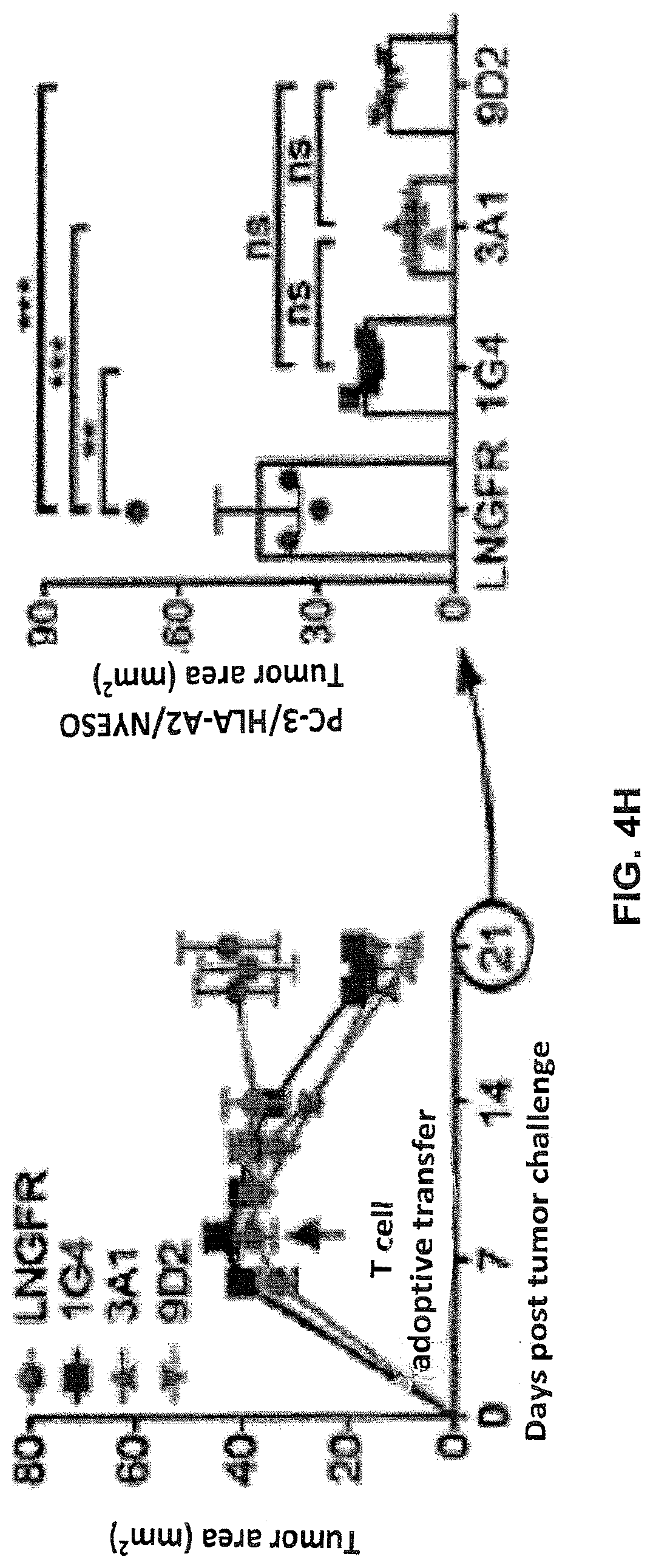 Patent US12617834 Figure 17 – Composition of NY-ESO-1-specific t cell receptors restricted on multiple major histocompatibility complex molecules