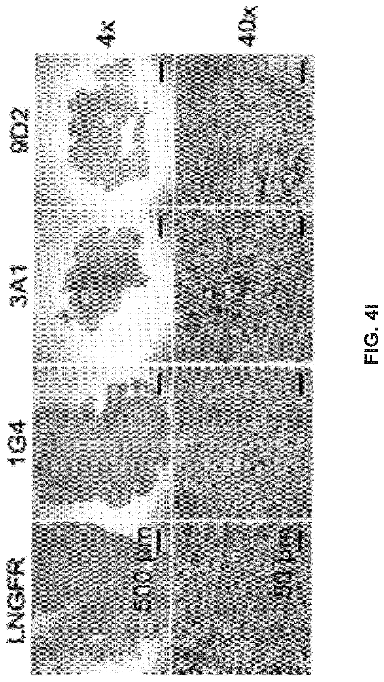 Patent US12617834 Figure 18 – Composition of NY-ESO-1-specific t cell receptors restricted on multiple major histocompatibility complex molecules