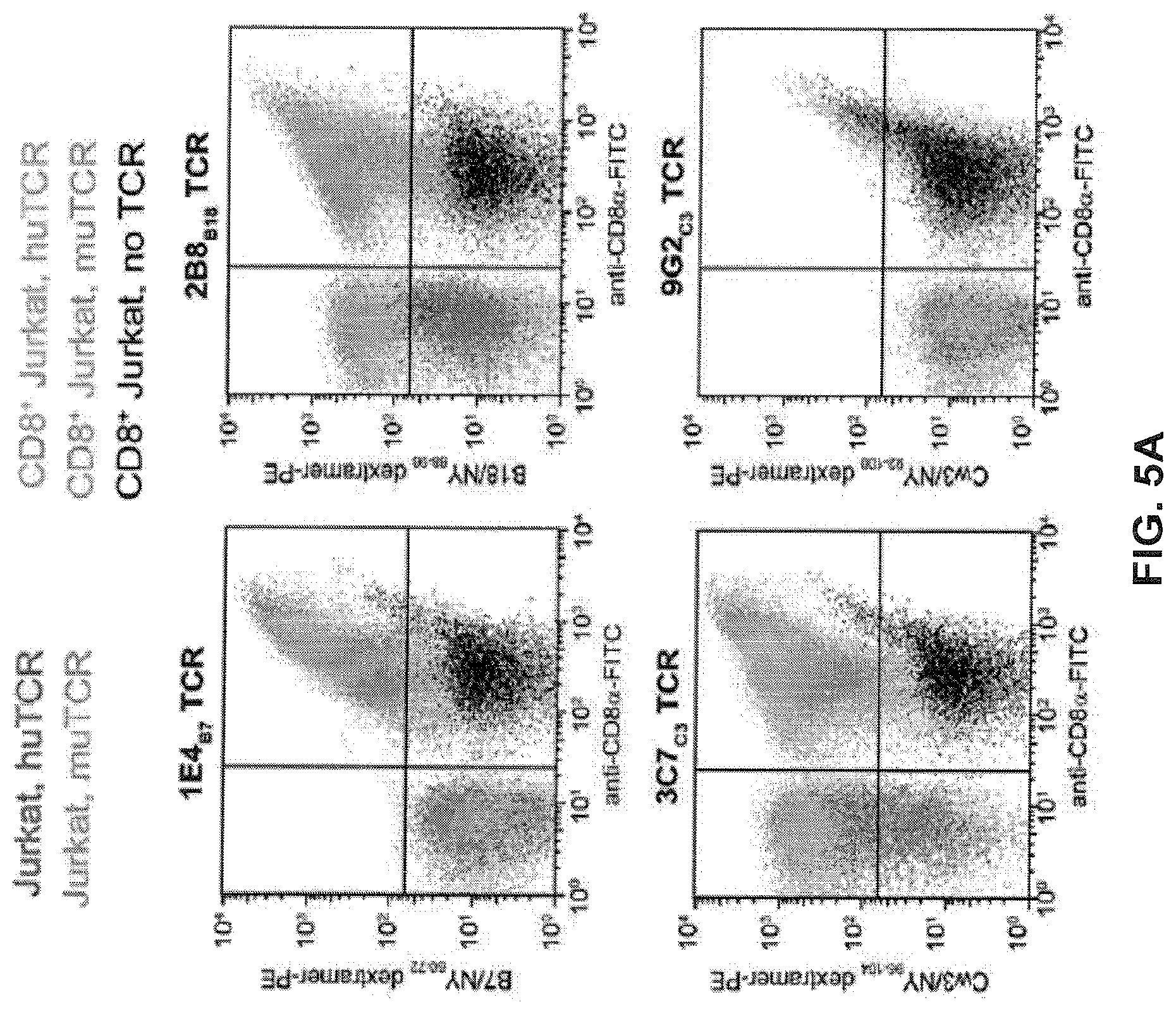 Patent US12617834 Figure 20 – Composition of NY-ESO-1-specific t cell receptors restricted on multiple major histocompatibility complex molecules