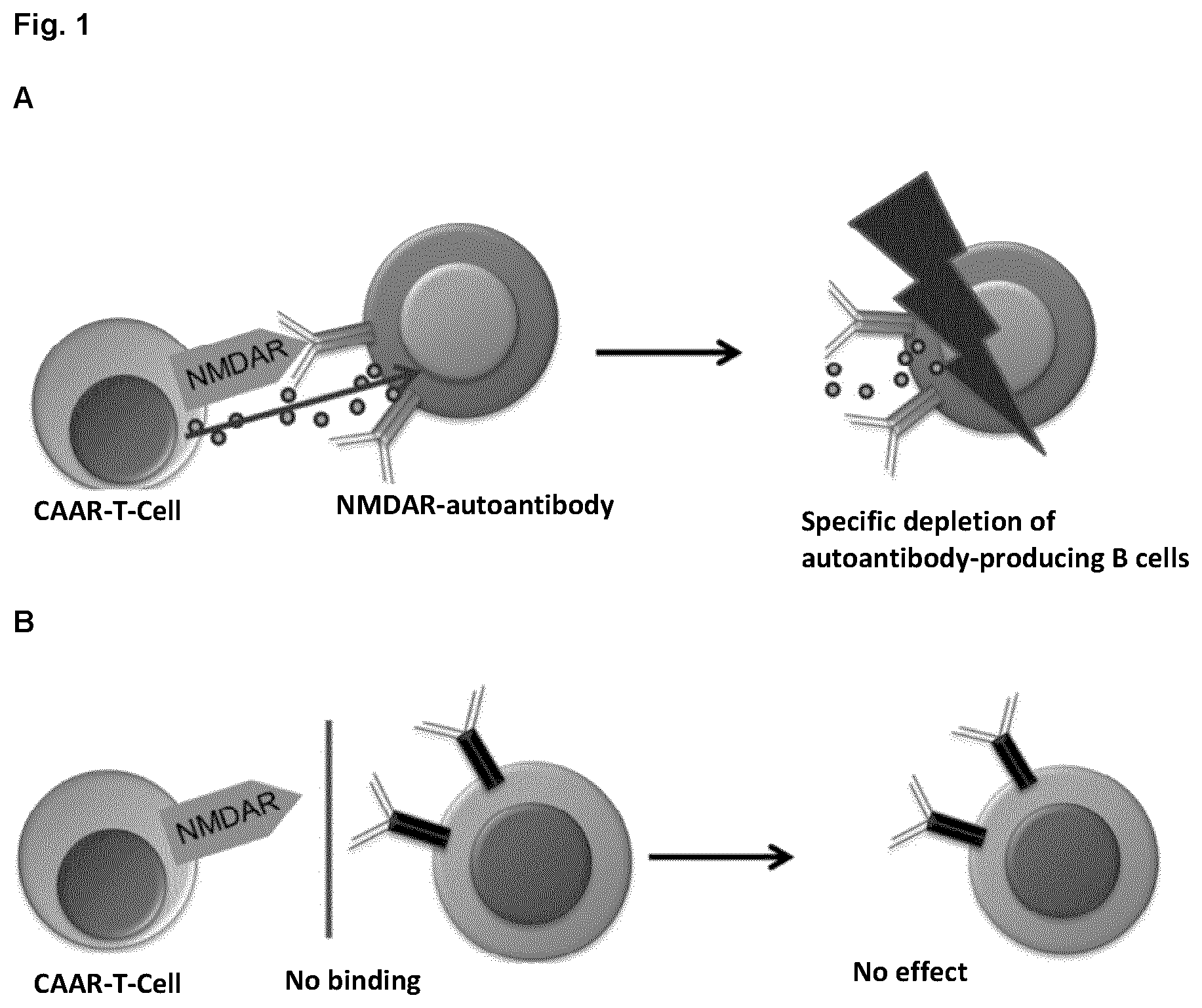 Patent US12617835 Figure 1 – Chimeric autoantibody receptor (CAAR) that binds autoantibodies targeting the central nervous system in neurological autoimmune disease