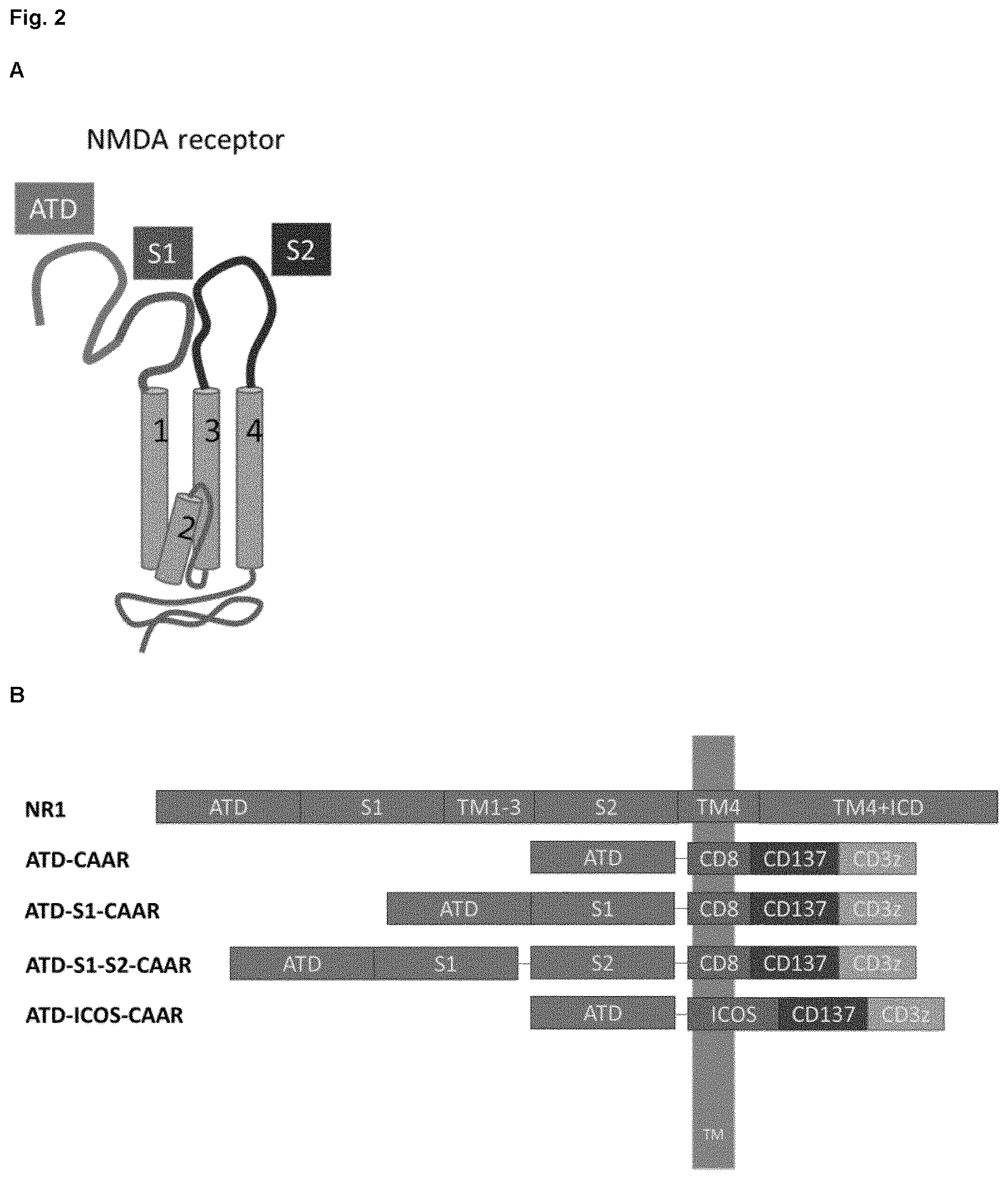 Patent US12617835 Figure 2 – Chimeric autoantibody receptor (CAAR) that binds autoantibodies targeting the central nervous system in neurological autoimmune disease