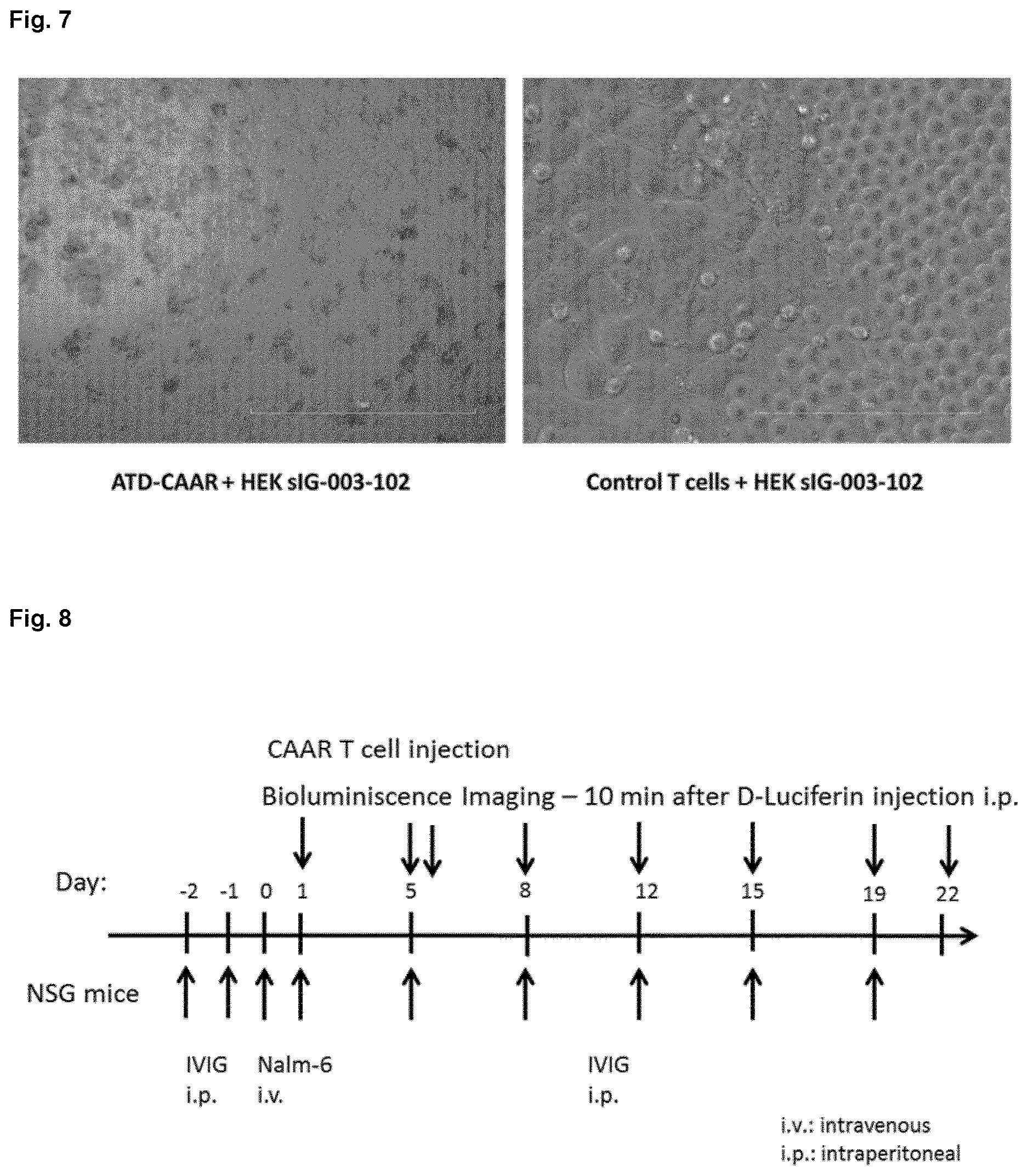 Patent US12617835 Figure 6 – Chimeric autoantibody receptor (CAAR) that binds autoantibodies targeting the central nervous system in neurological autoimmune disease