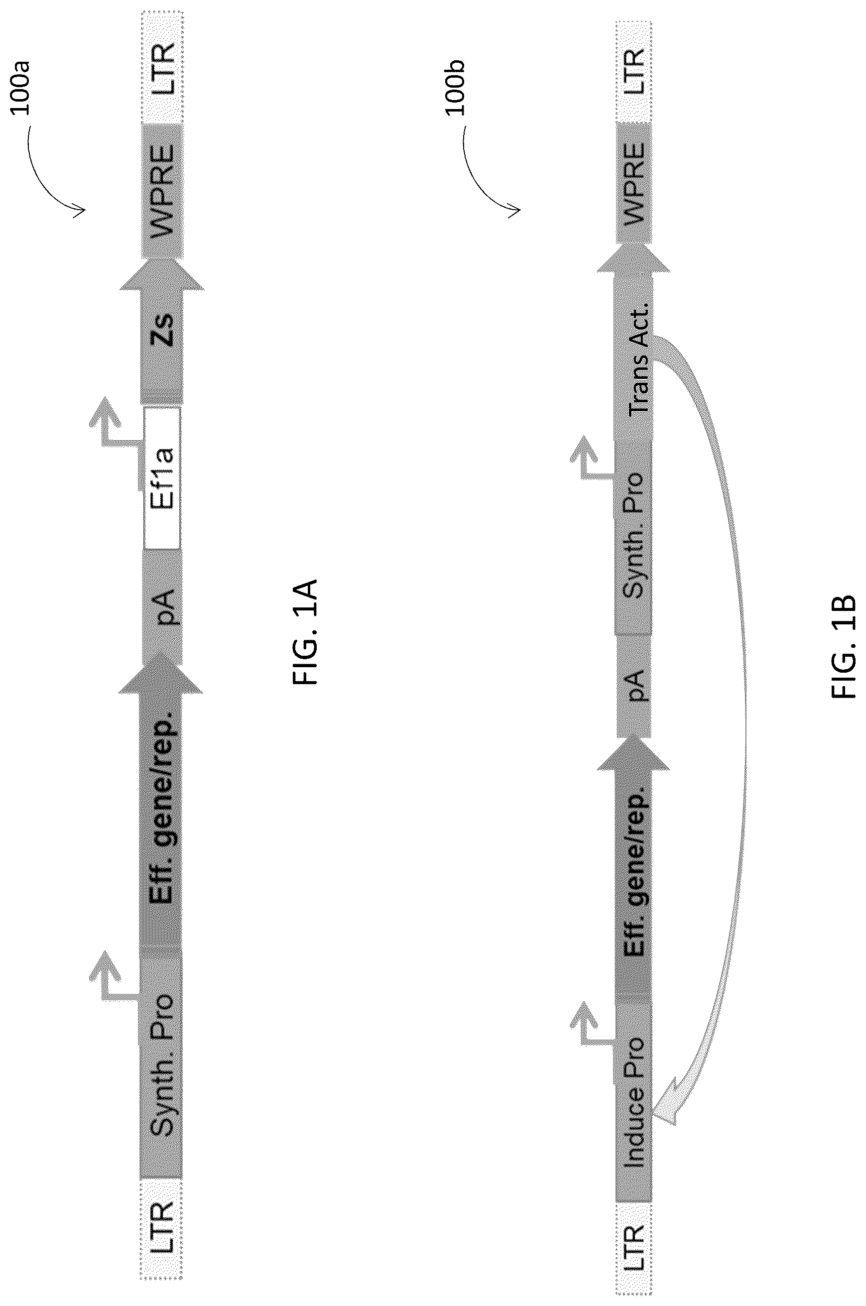 Patent US12617836 Figure 1 – Tumor environment specific expression of effector genes