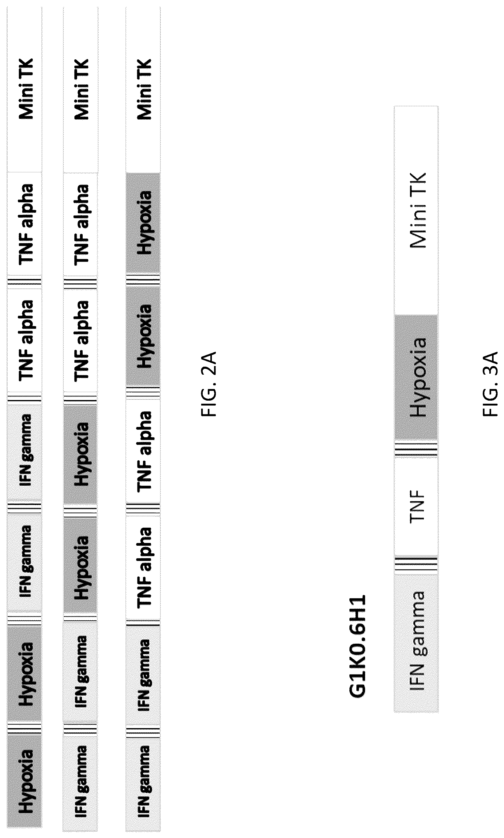 Patent US12617836 Figure 2 – Tumor environment specific expression of effector genes