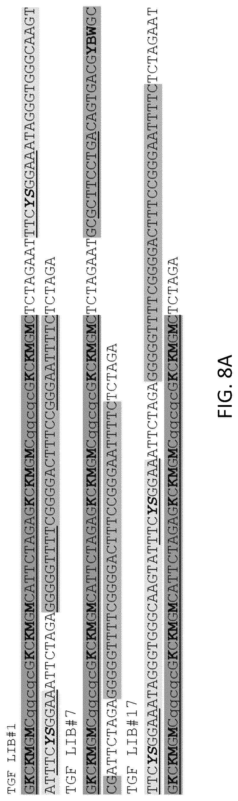 Patent US12617836 Figure 13 – Tumor environment specific expression of effector genes