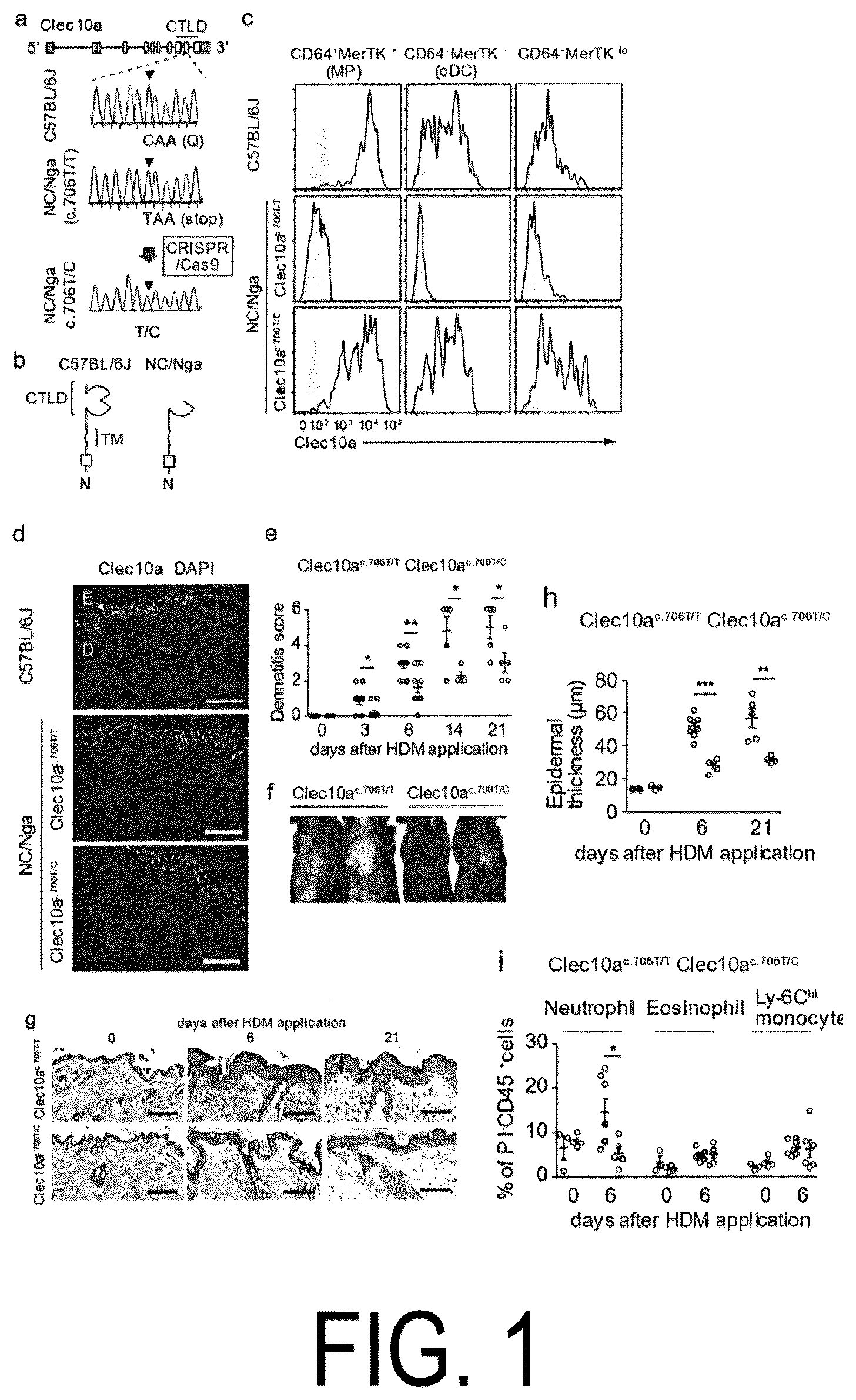 Patent US12617837 — Composition for use in treatment of allergic diseases — Figure 1