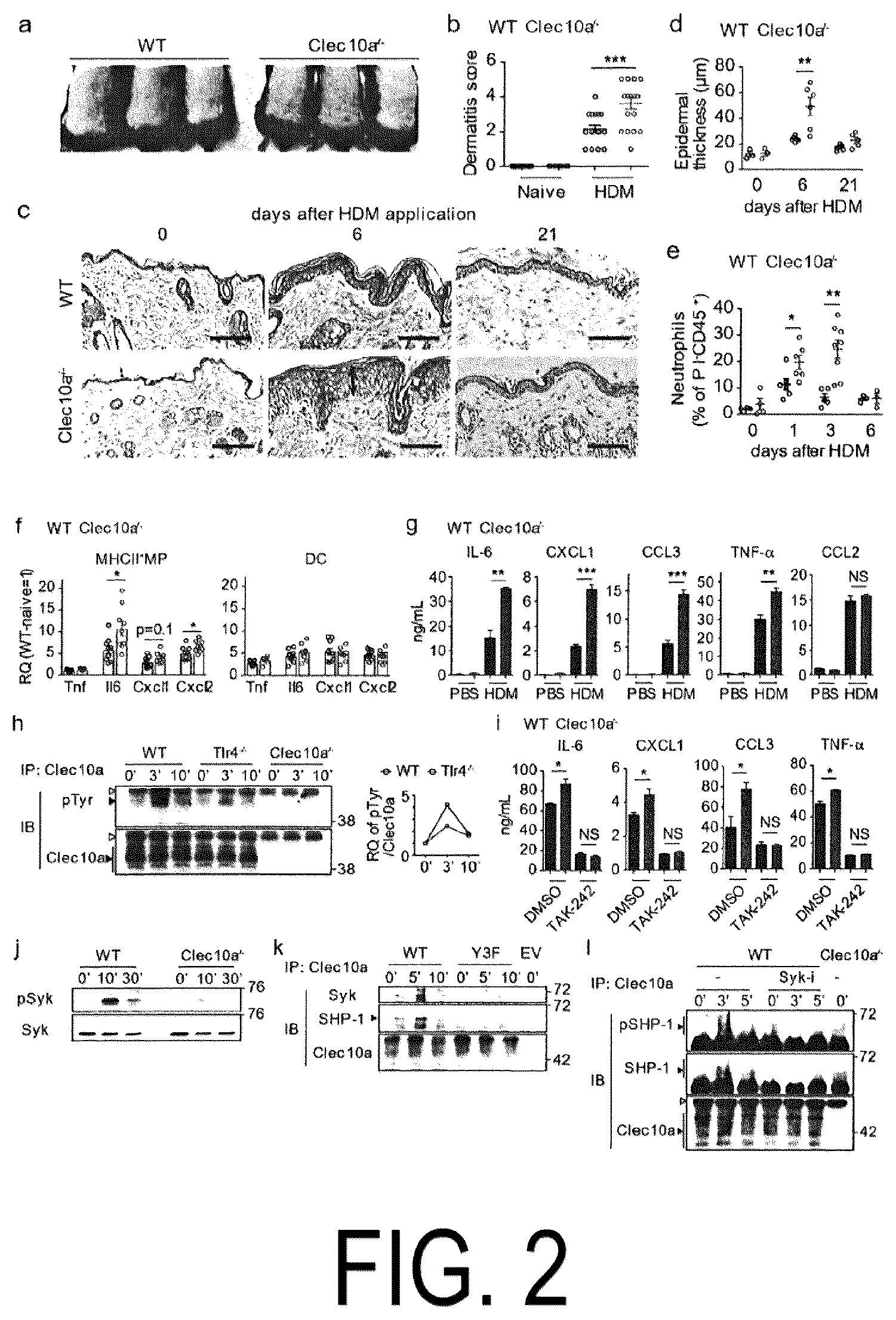 Patent US12617837 Figure 2 – Composition for use in treatment of allergic diseases