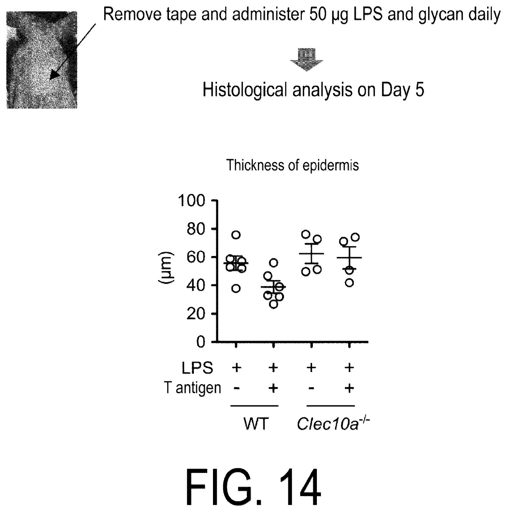 Patent US12617837 Figure 12 – Composition for use in treatment of allergic diseases
