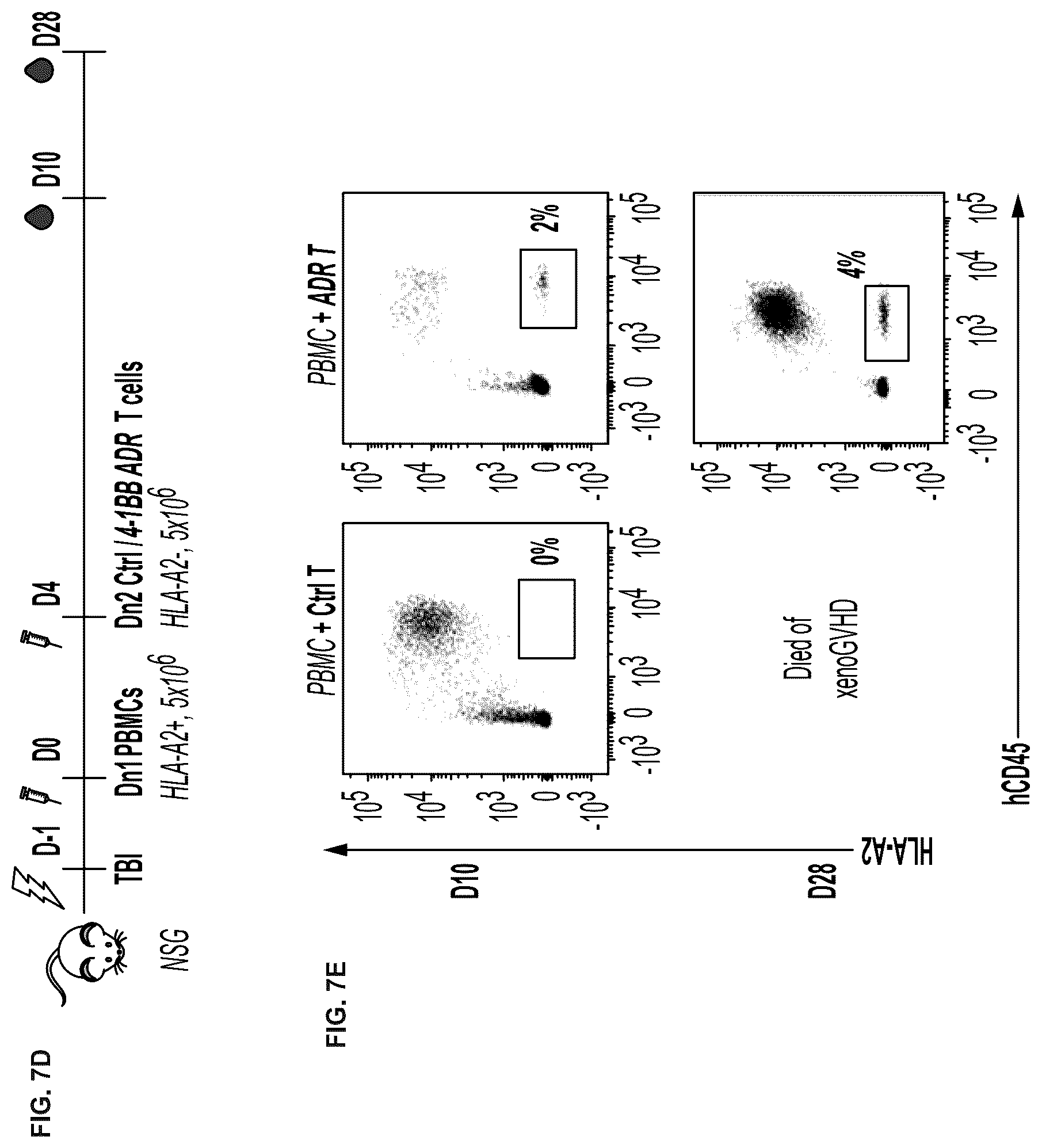 Patent US12617838 Figure 19 – Auto/allo-immune defense receptors for the selective targeting of activated pathogenic T cells and NK cells