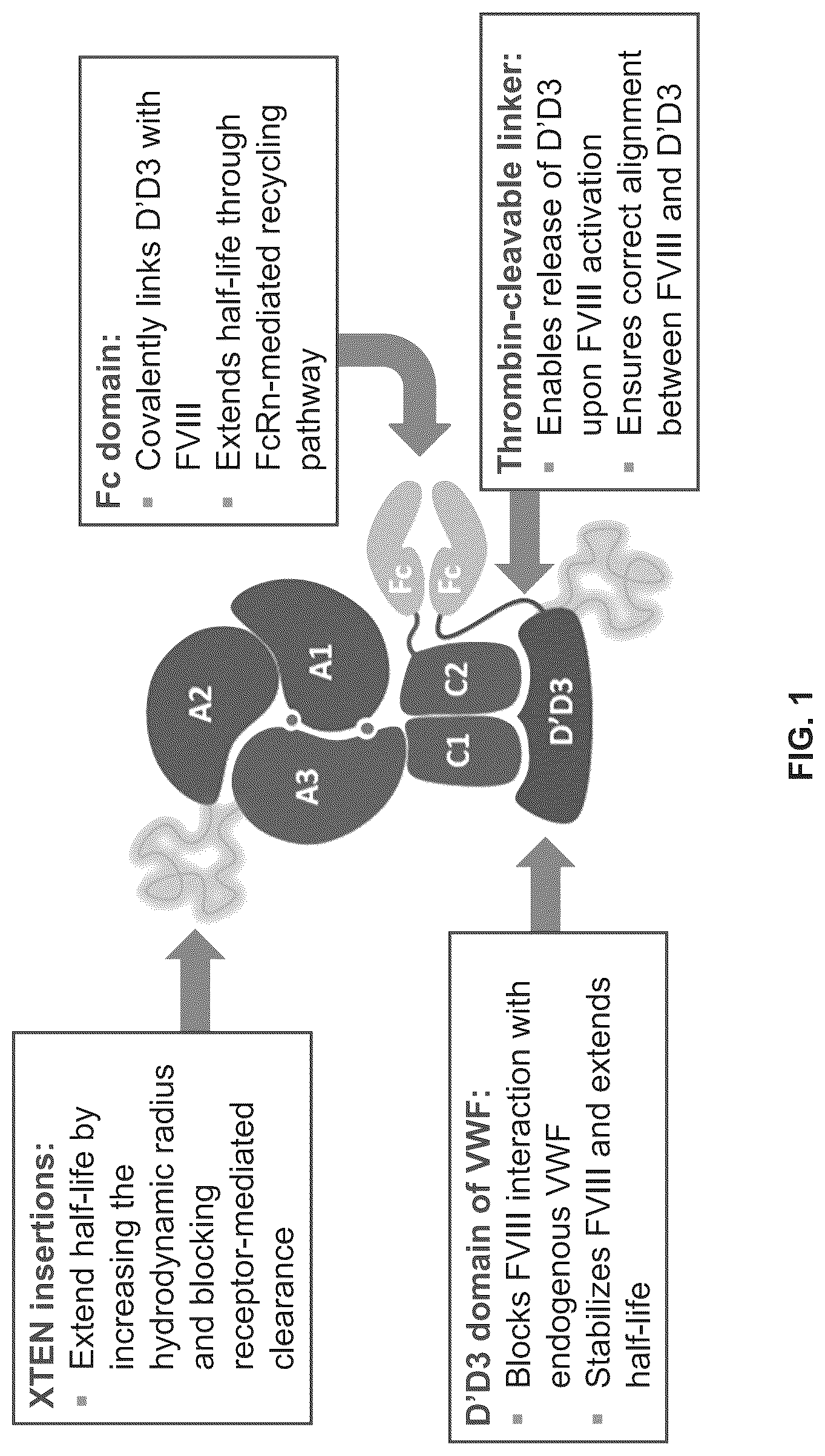 Patent US12617839 Figure 1 – Factor VIII chimeric proteins and uses thereof