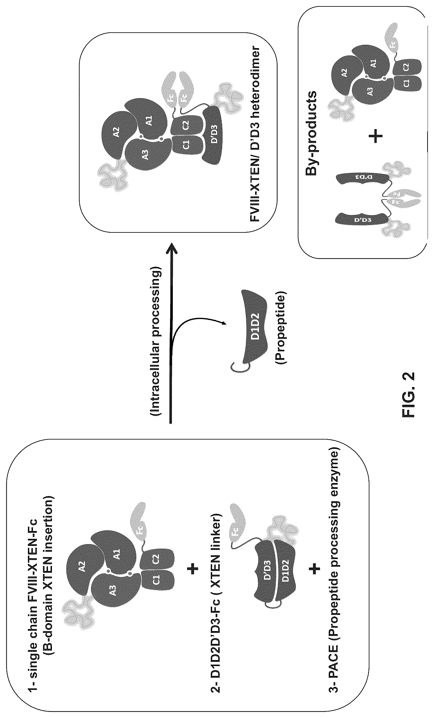 Patent US12617839 Figure 2 – Factor VIII chimeric proteins and uses thereof
