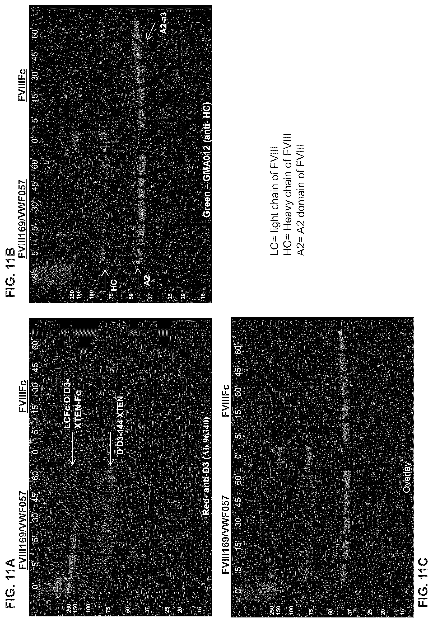Patent US12617839 Figure 12 – Factor VIII chimeric proteins and uses thereof