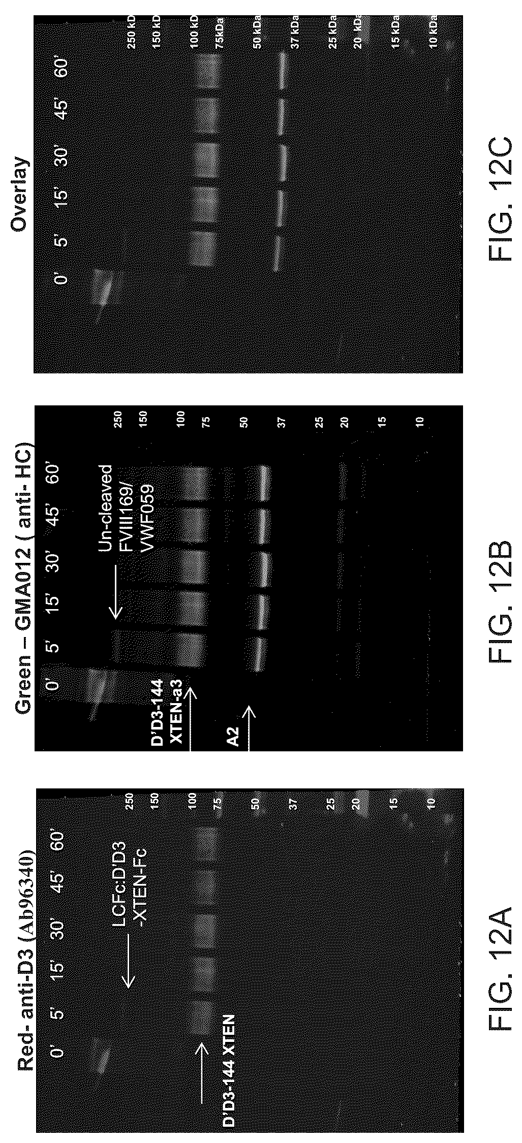 Patent US12617839 Figure 13 – Factor VIII chimeric proteins and uses thereof