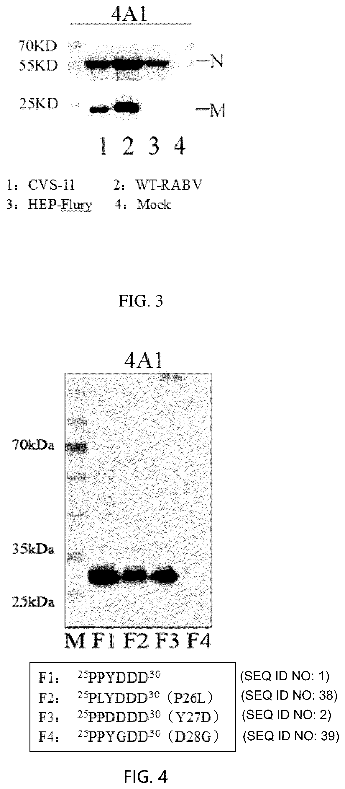 Patent US12617840 Figure 2 – Hybridoma cell line for secreting anti-rabies virus M protein monoclonal antibody and application thereof