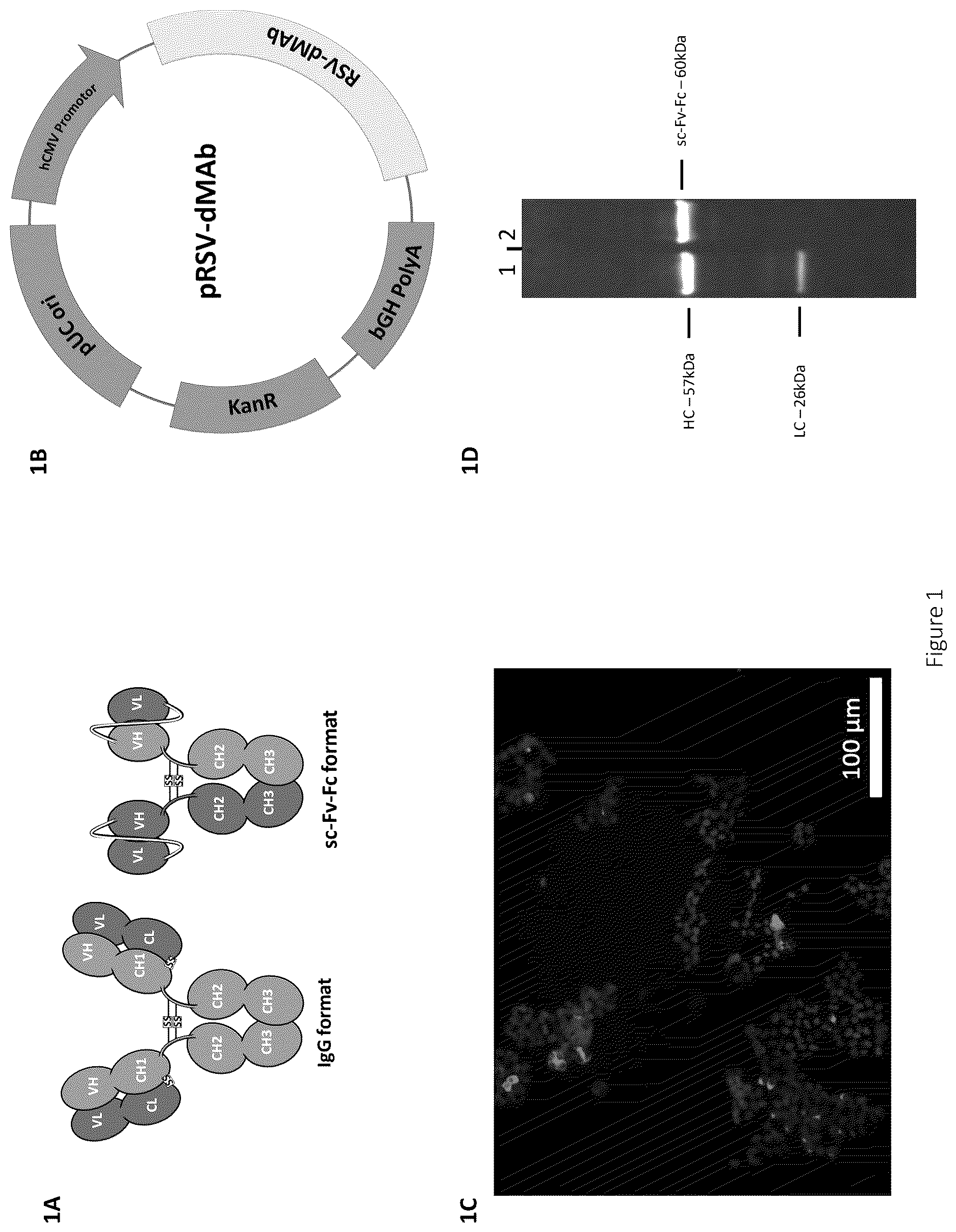 Patent US12617841 Figure 1 – Nucleic acid antibody constructs for use against respiratory syncytial virus