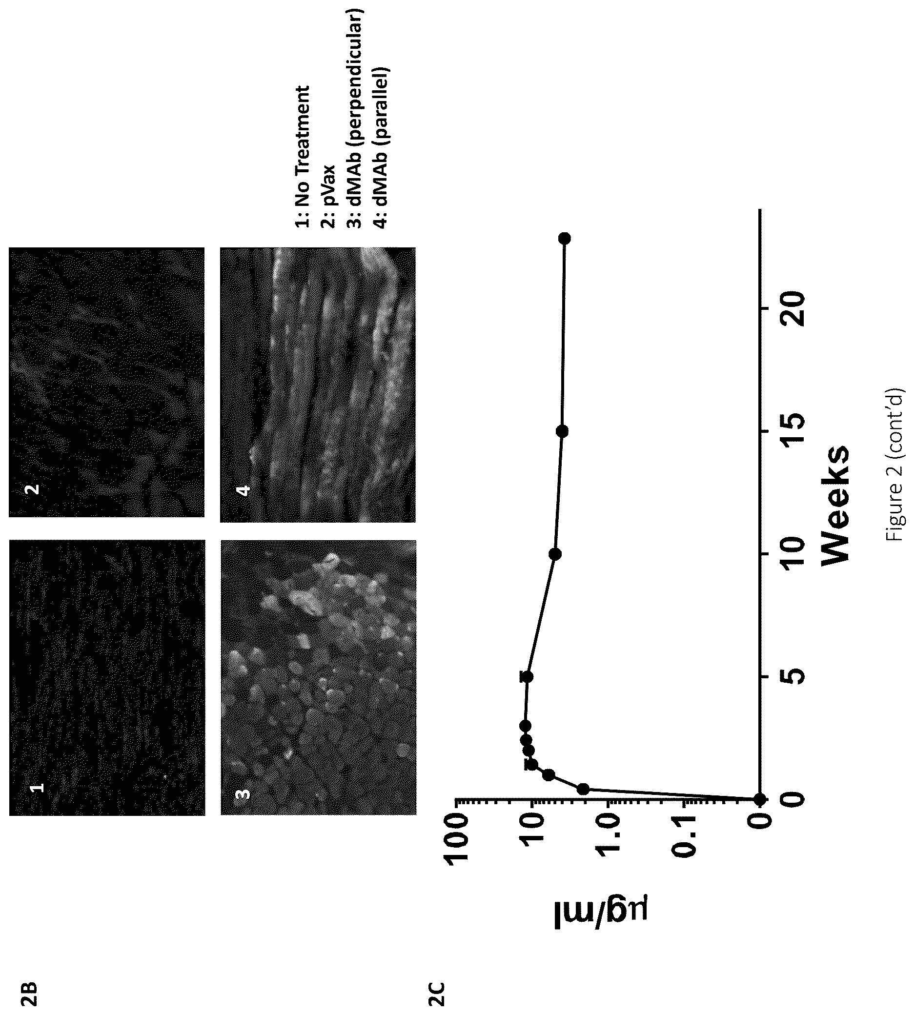 Patent US12617841 Figure 3 – Nucleic acid antibody constructs for use against respiratory syncytial virus