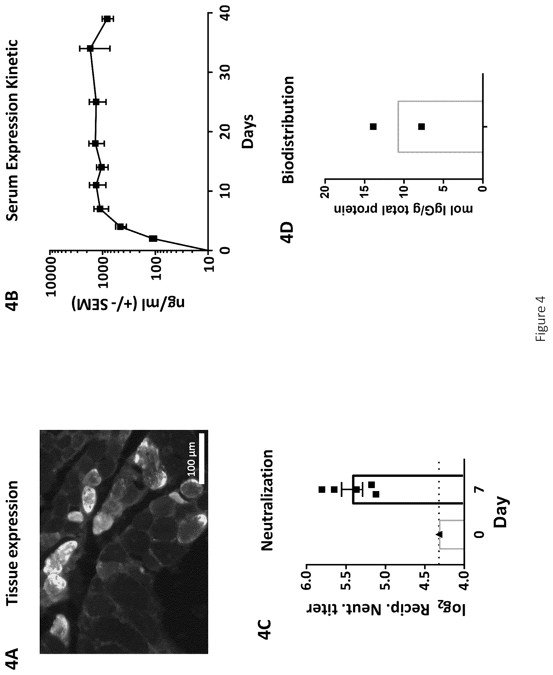 Patent US12617841 Figure 5 – Nucleic acid antibody constructs for use against respiratory syncytial virus