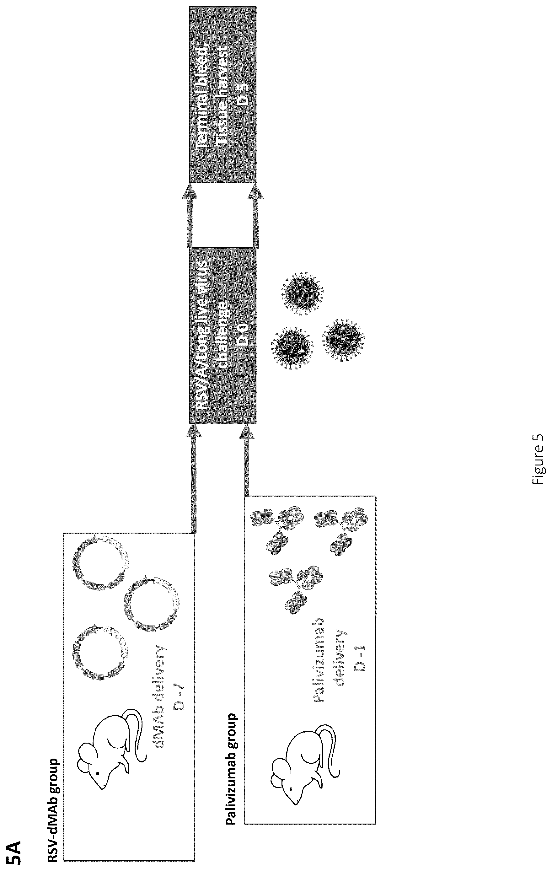 Patent US12617841 Figure 6 – Nucleic acid antibody constructs for use against respiratory syncytial virus