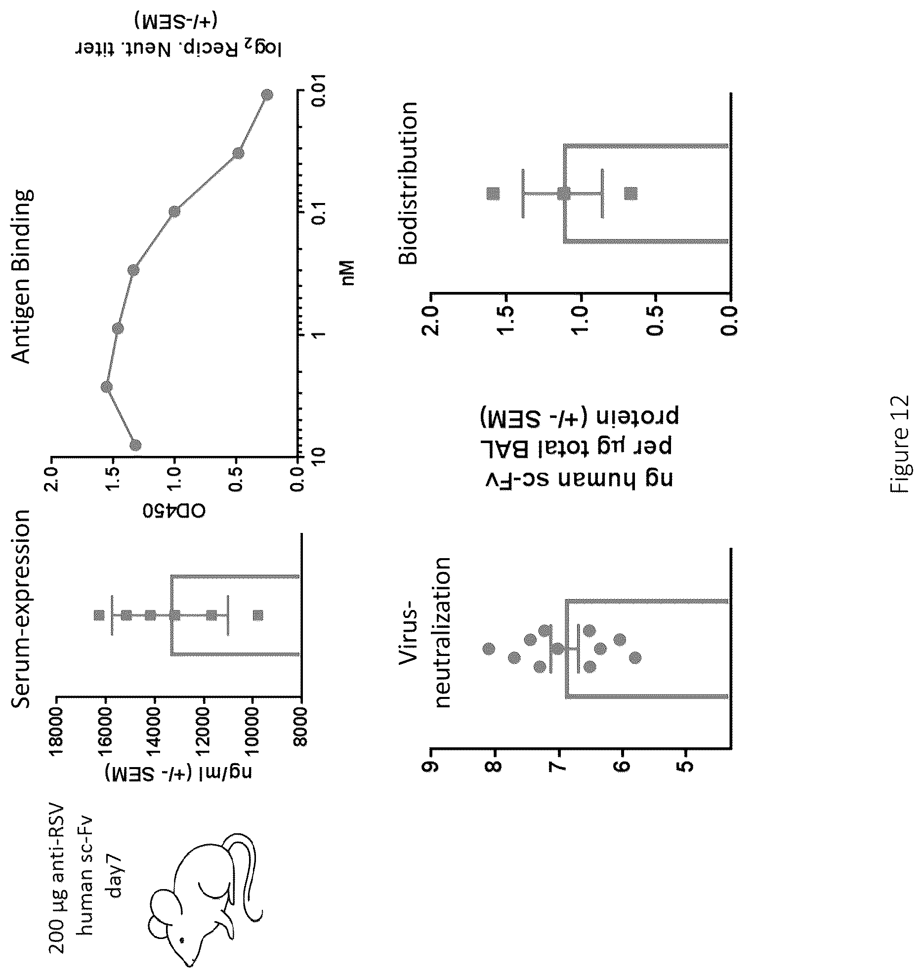 Patent US12617841 Figure 14 – Nucleic acid antibody constructs for use against respiratory syncytial virus