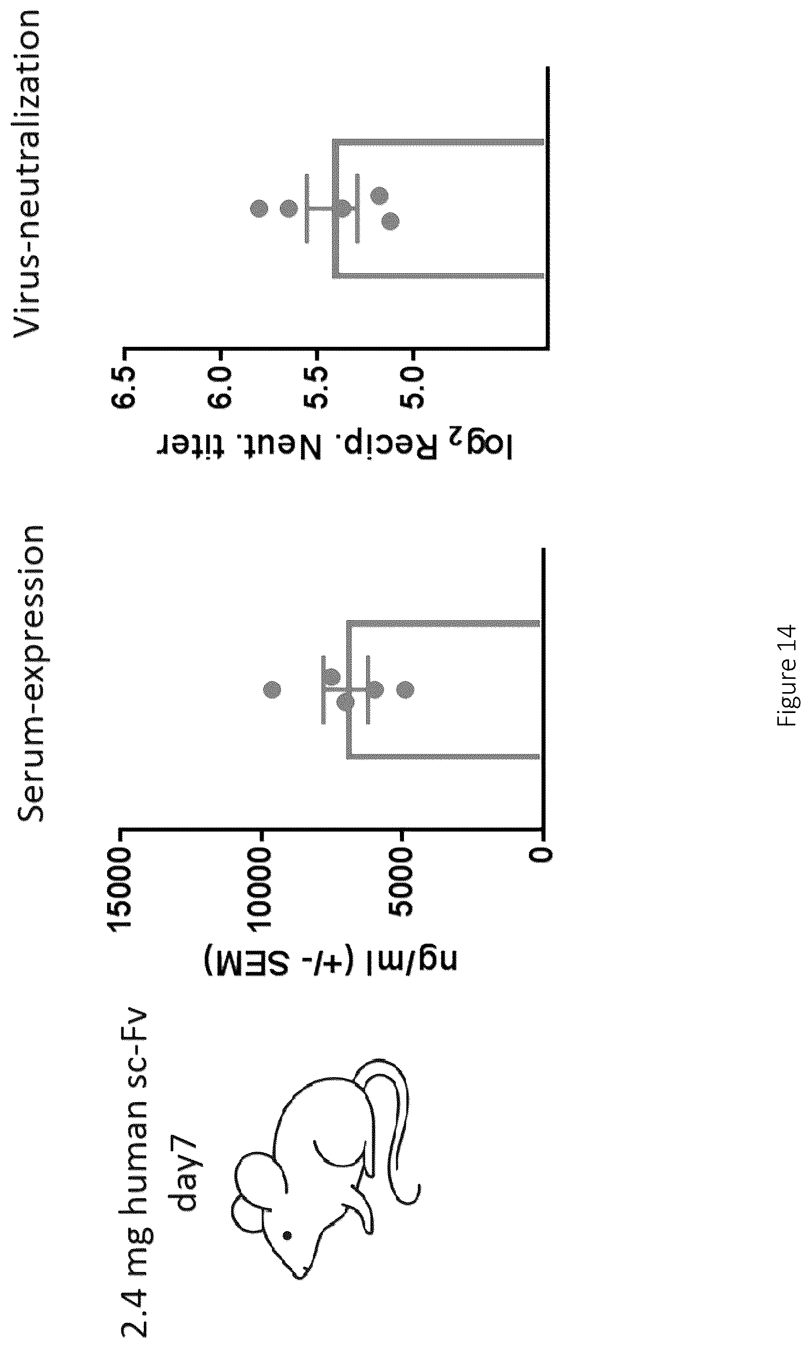 Patent US12617841 Figure 16 – Nucleic acid antibody constructs for use against respiratory syncytial virus