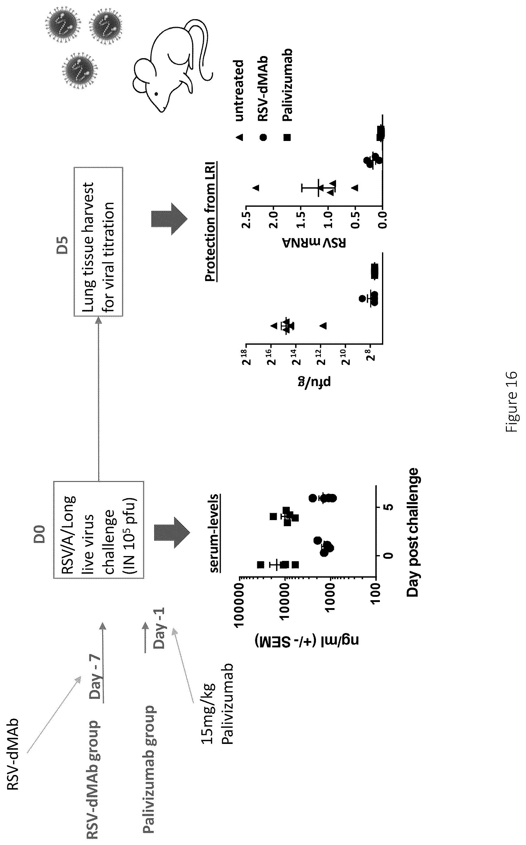 Patent US12617841 Figure 18 – Nucleic acid antibody constructs for use against respiratory syncytial virus