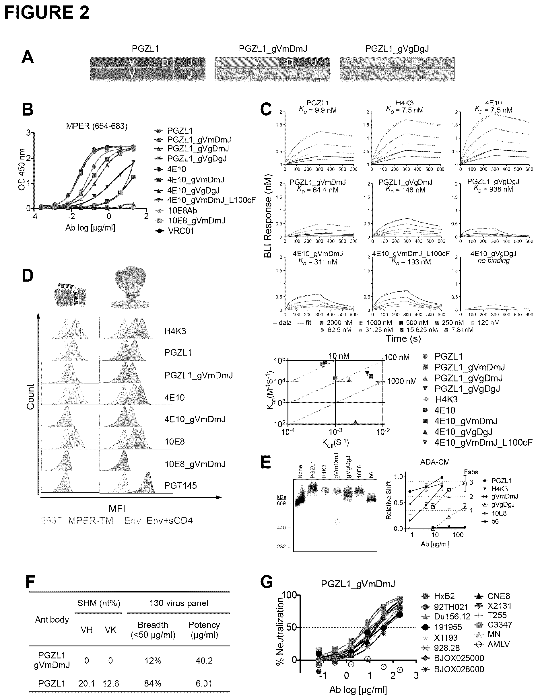 Patent US12617843 Figure 2 – Human broadly neutralizing antibodies against the membrane-proximal external region of HIV Env for vaccine design and intervention