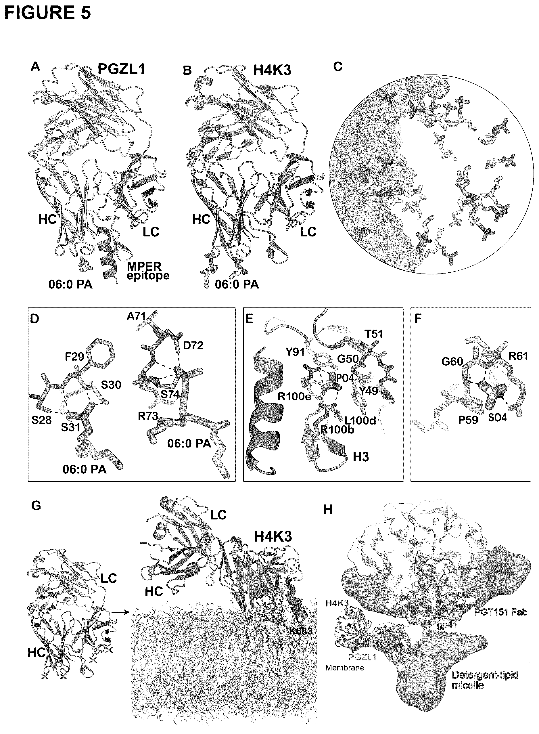 Patent US12617843 Figure 5 – Human broadly neutralizing antibodies against the membrane-proximal external region of HIV Env for vaccine design and intervention
