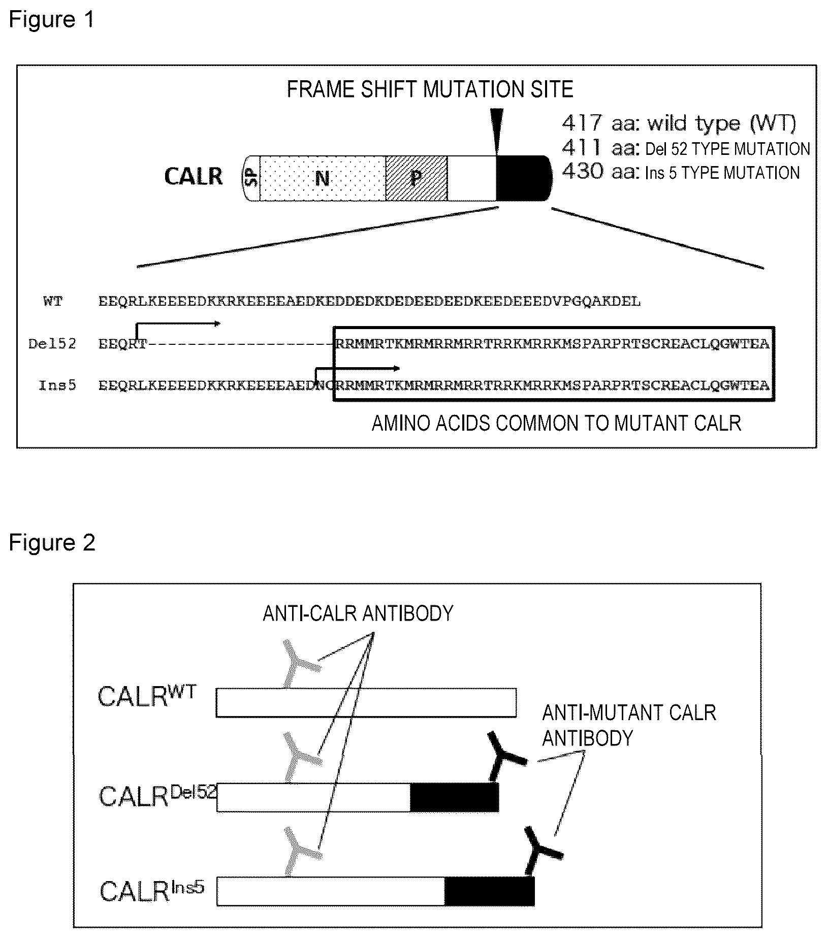 Patent US12617844 Figure 1 – Antibodies that bind to cleaved form of mutant calreticulin, and diagnostic, preventive, or therapeutic agent for myeloproliferative neoplasm