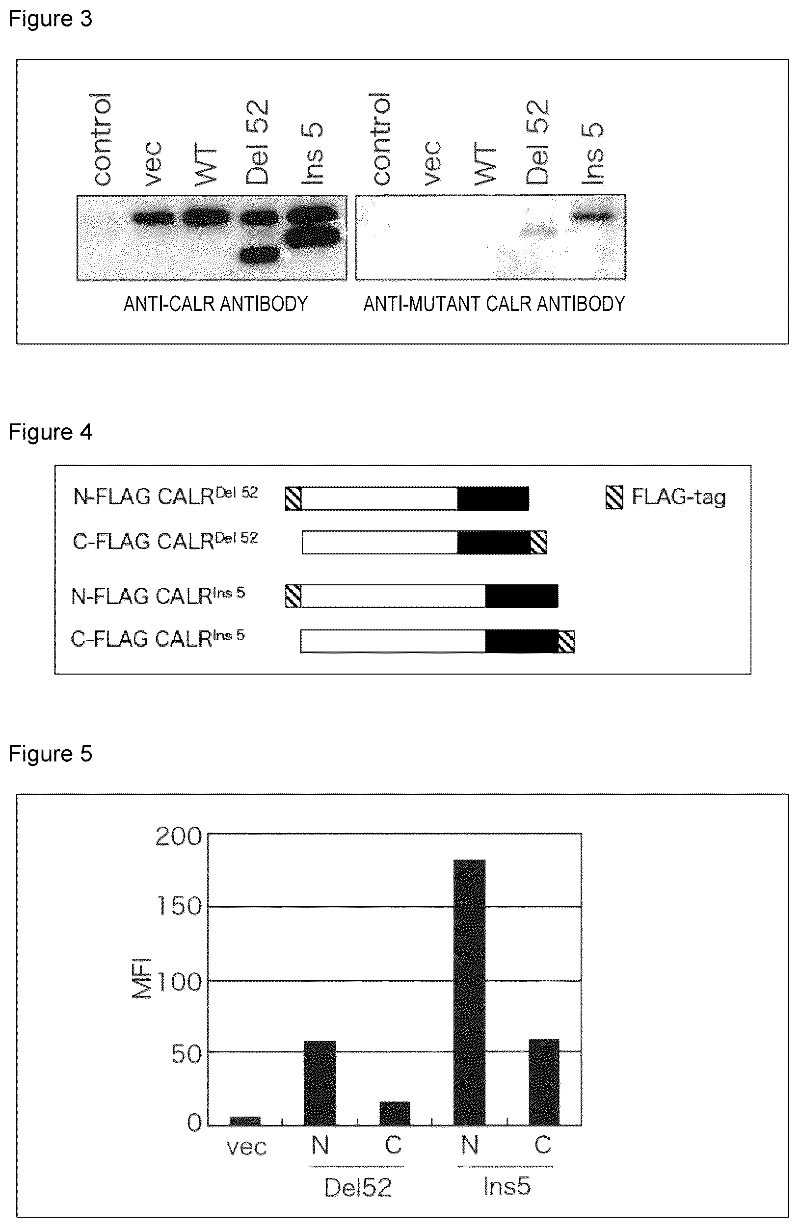 Patent US12617844 Figure 2 – Antibodies that bind to cleaved form of mutant calreticulin, and diagnostic, preventive, or therapeutic agent for myeloproliferative neoplasm