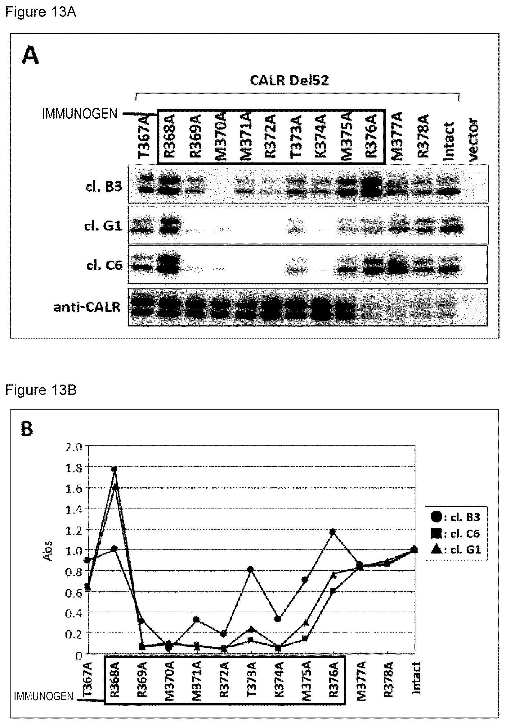 Patent US12617844 Figure 6 – Antibodies that bind to cleaved form of mutant calreticulin, and diagnostic, preventive, or therapeutic agent for myeloproliferative neoplasm