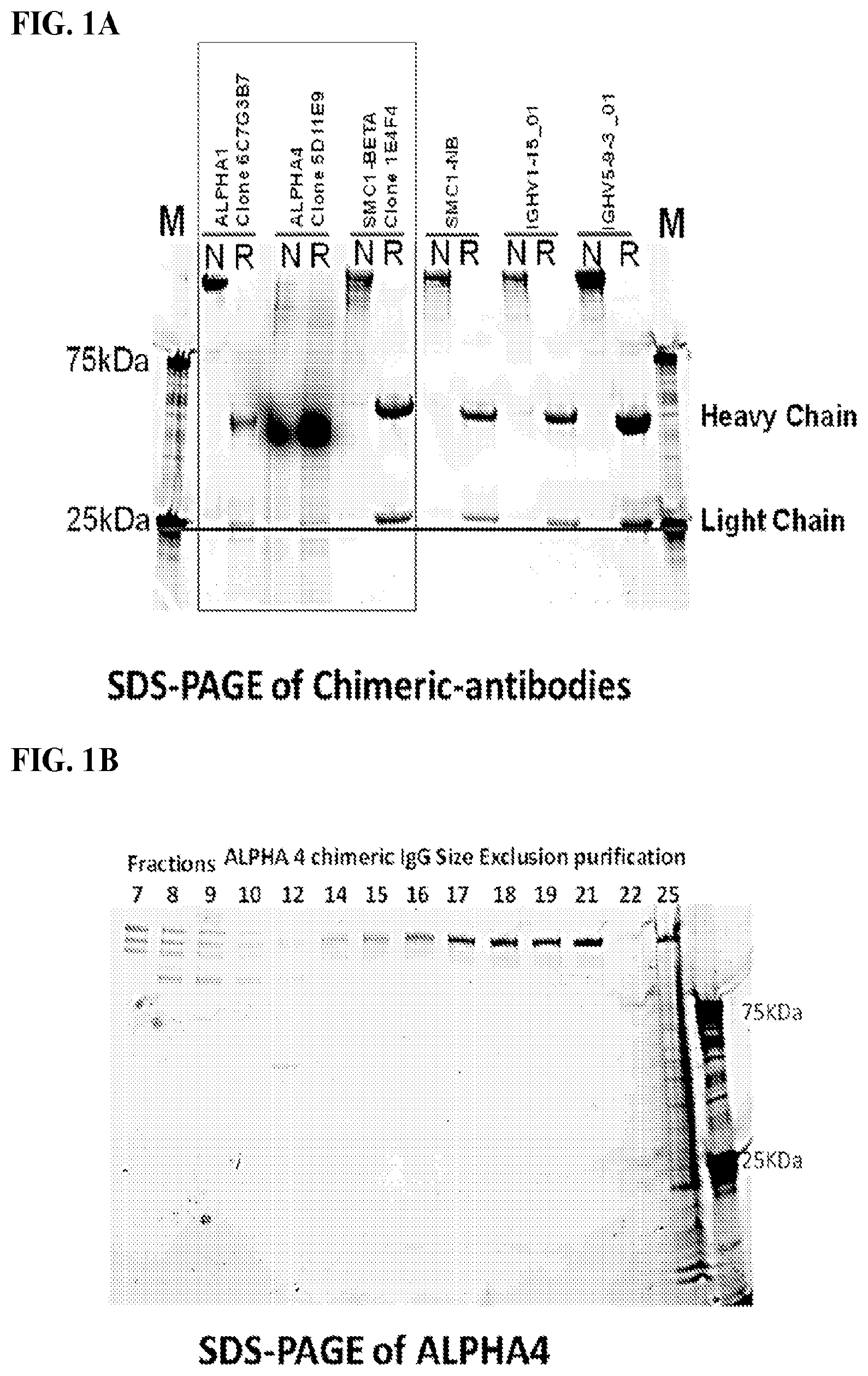 Patent US12617845 Figure 1 – SMC1A antibodies and uses thereof