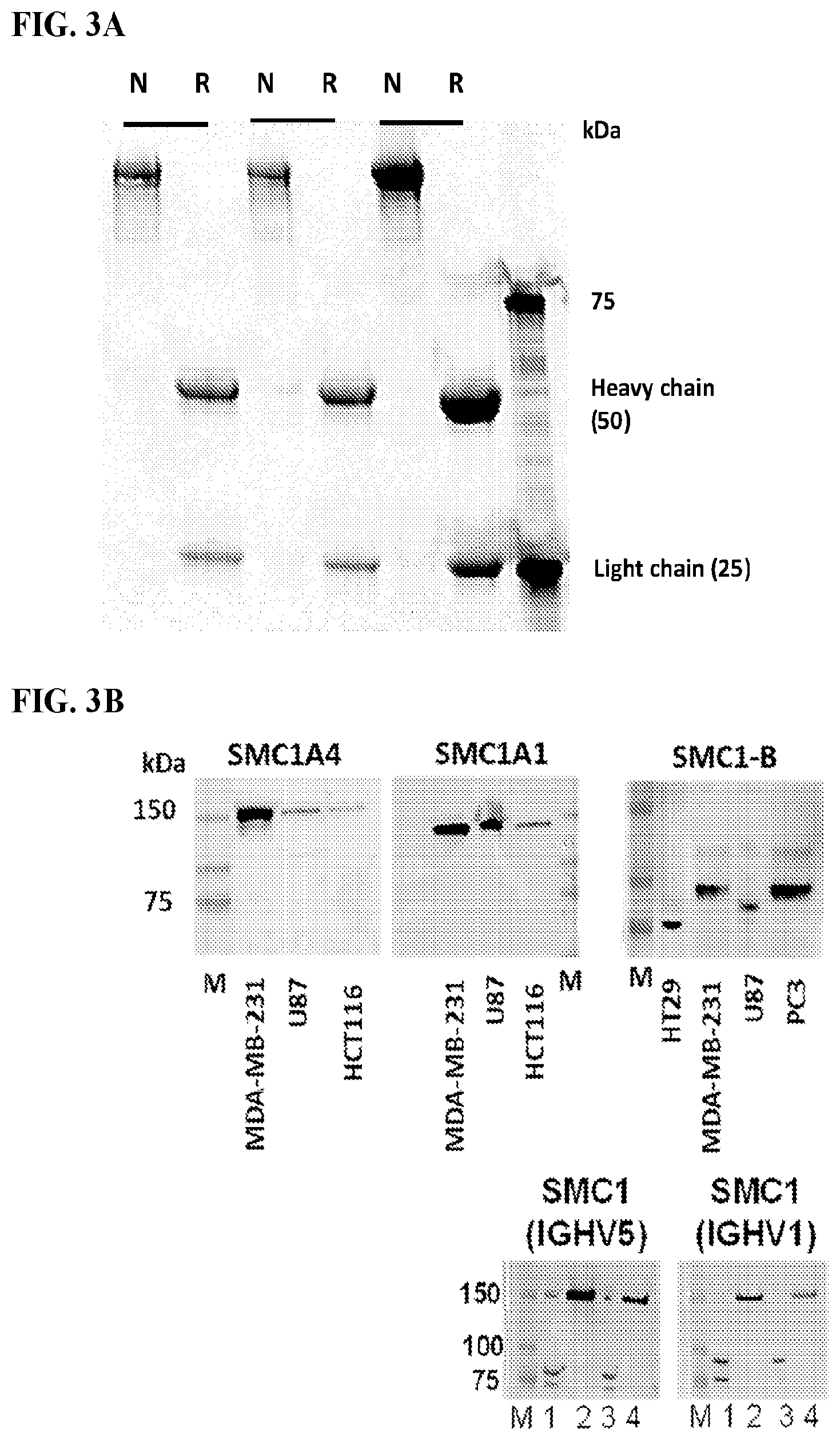 Patent US12617845 Figure 3 – SMC1A antibodies and uses thereof