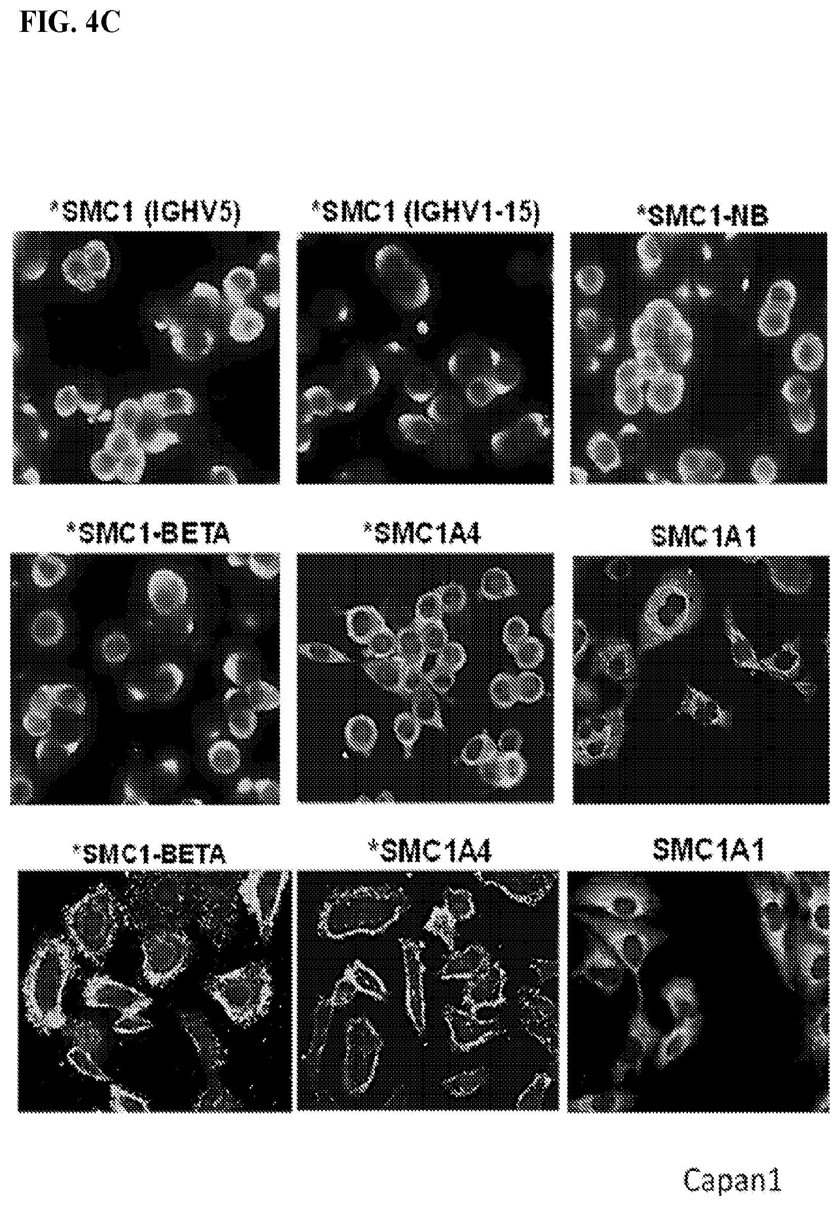 Patent US12617845 Figure 5 – SMC1A antibodies and uses thereof