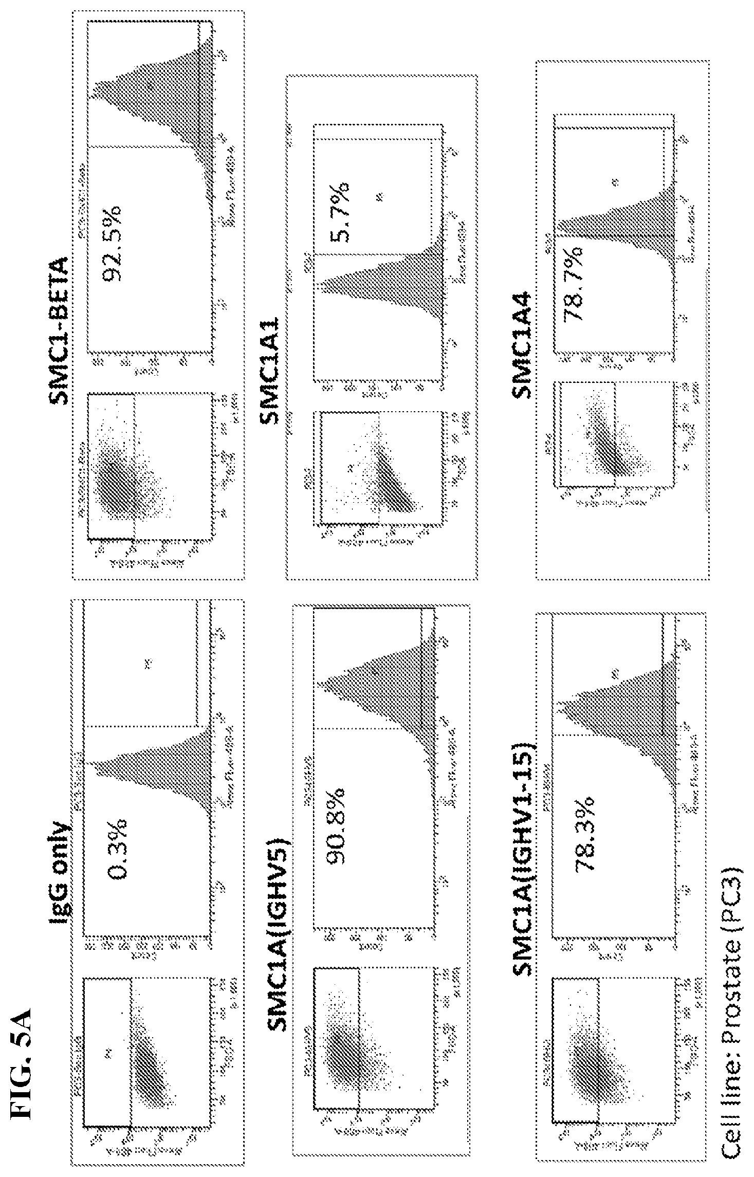 Patent US12617845 Figure 6 – SMC1A antibodies and uses thereof