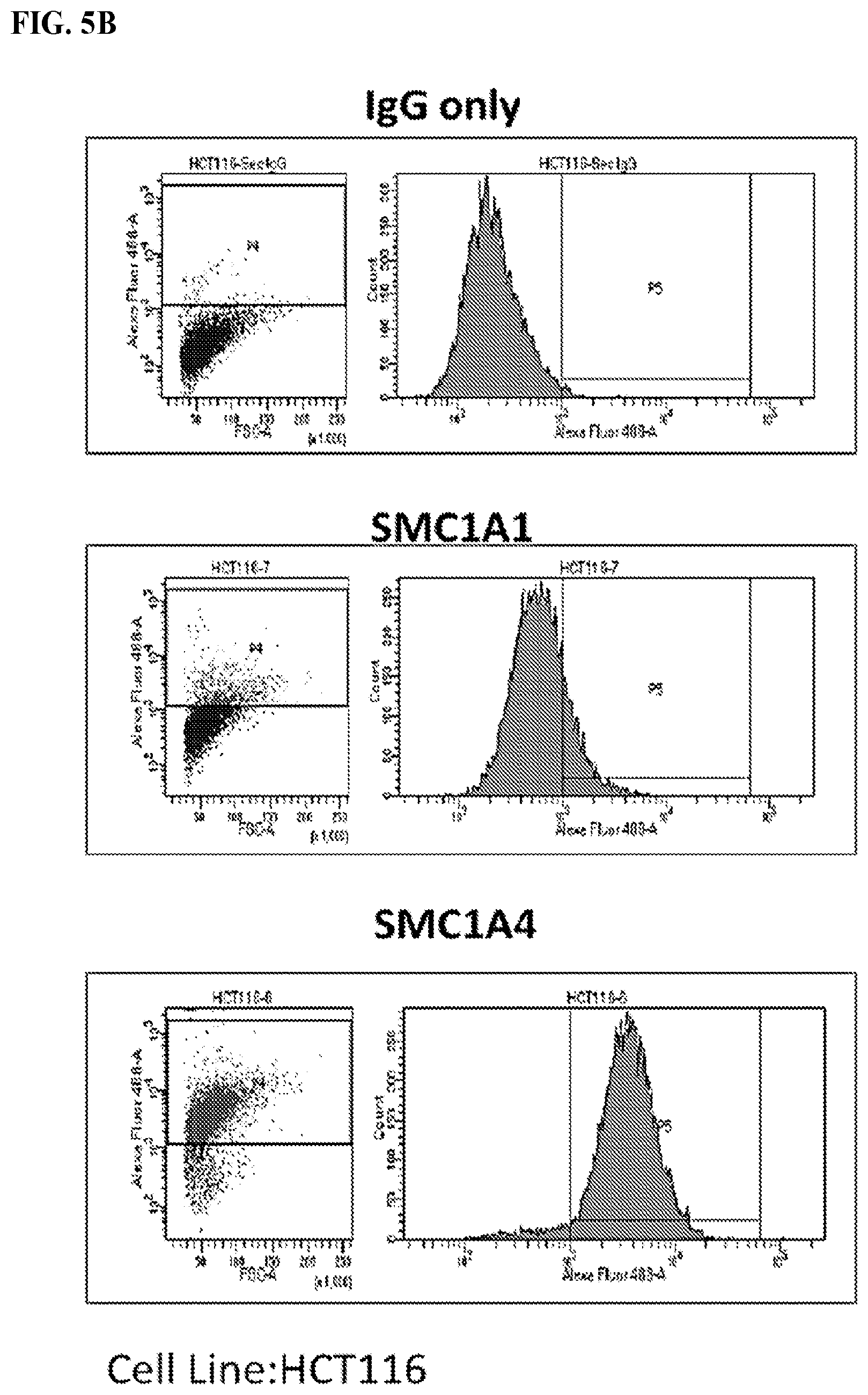 Patent US12617845 Figure 7 – SMC1A antibodies and uses thereof
