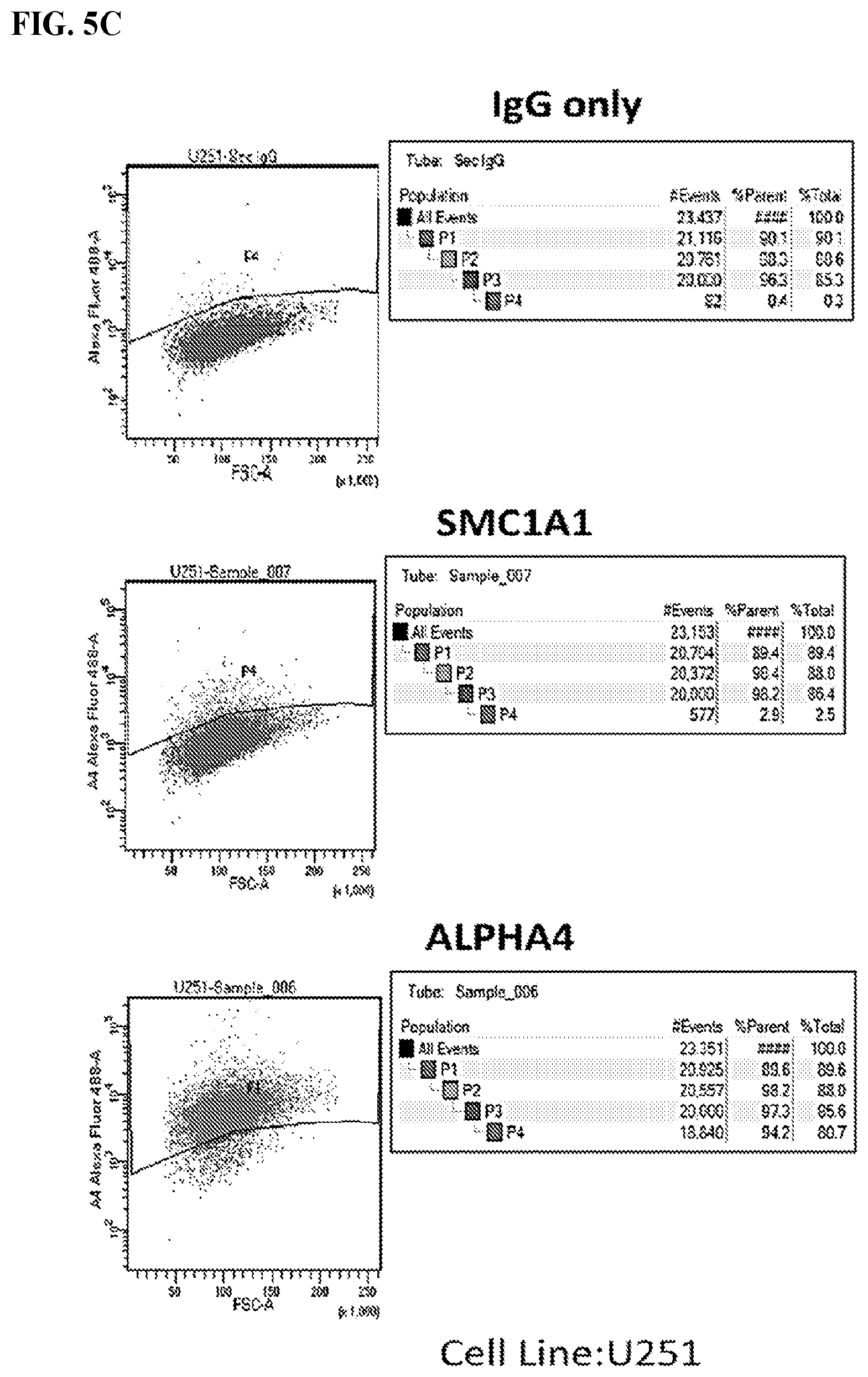 Patent US12617845 Figure 8 – SMC1A antibodies and uses thereof