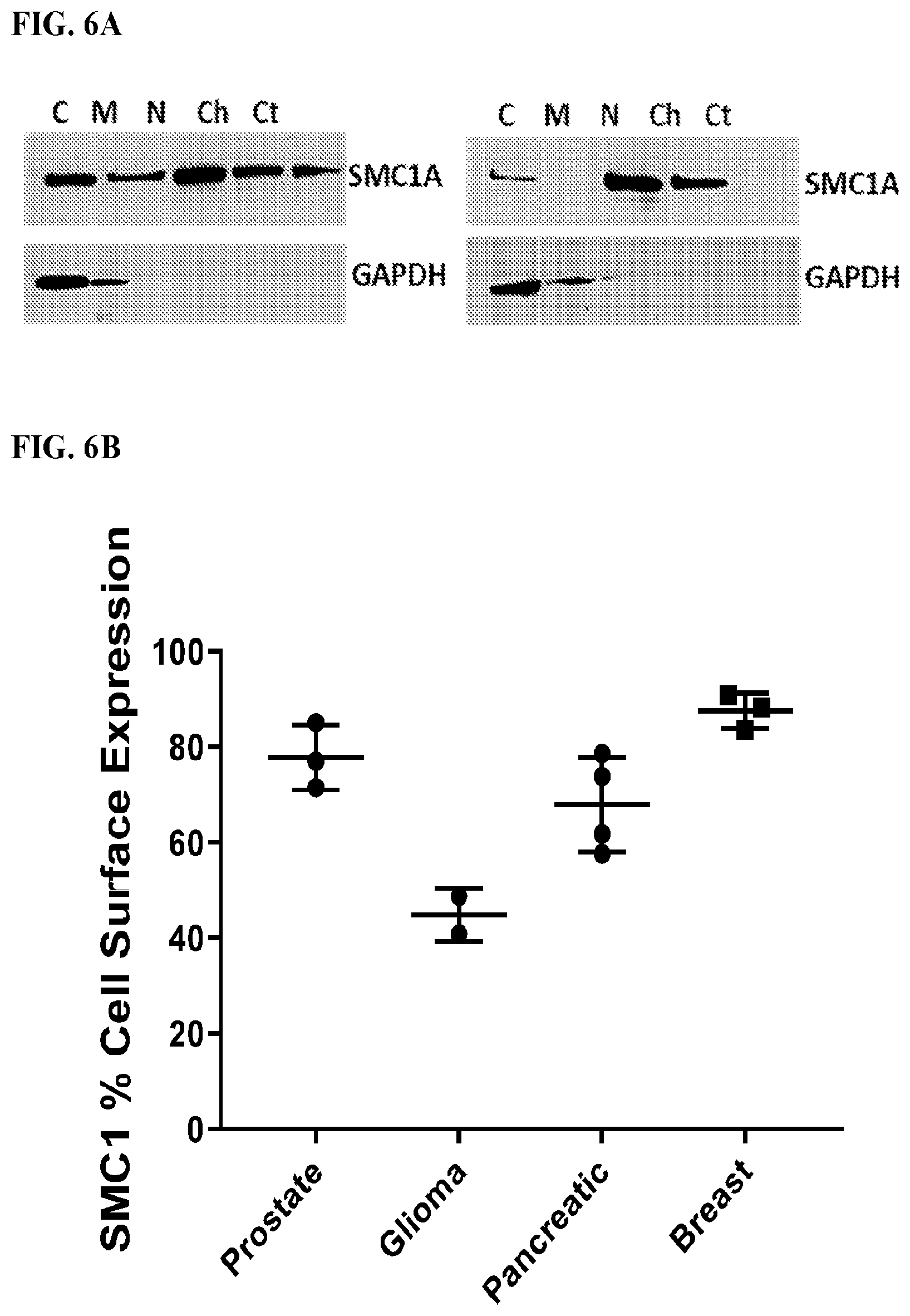 Patent US12617845 Figure 9 – SMC1A antibodies and uses thereof