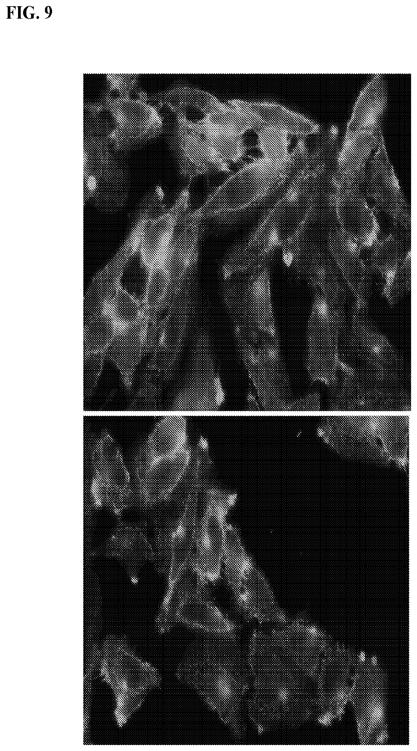 Patent US12617845 Figure 14 – SMC1A antibodies and uses thereof