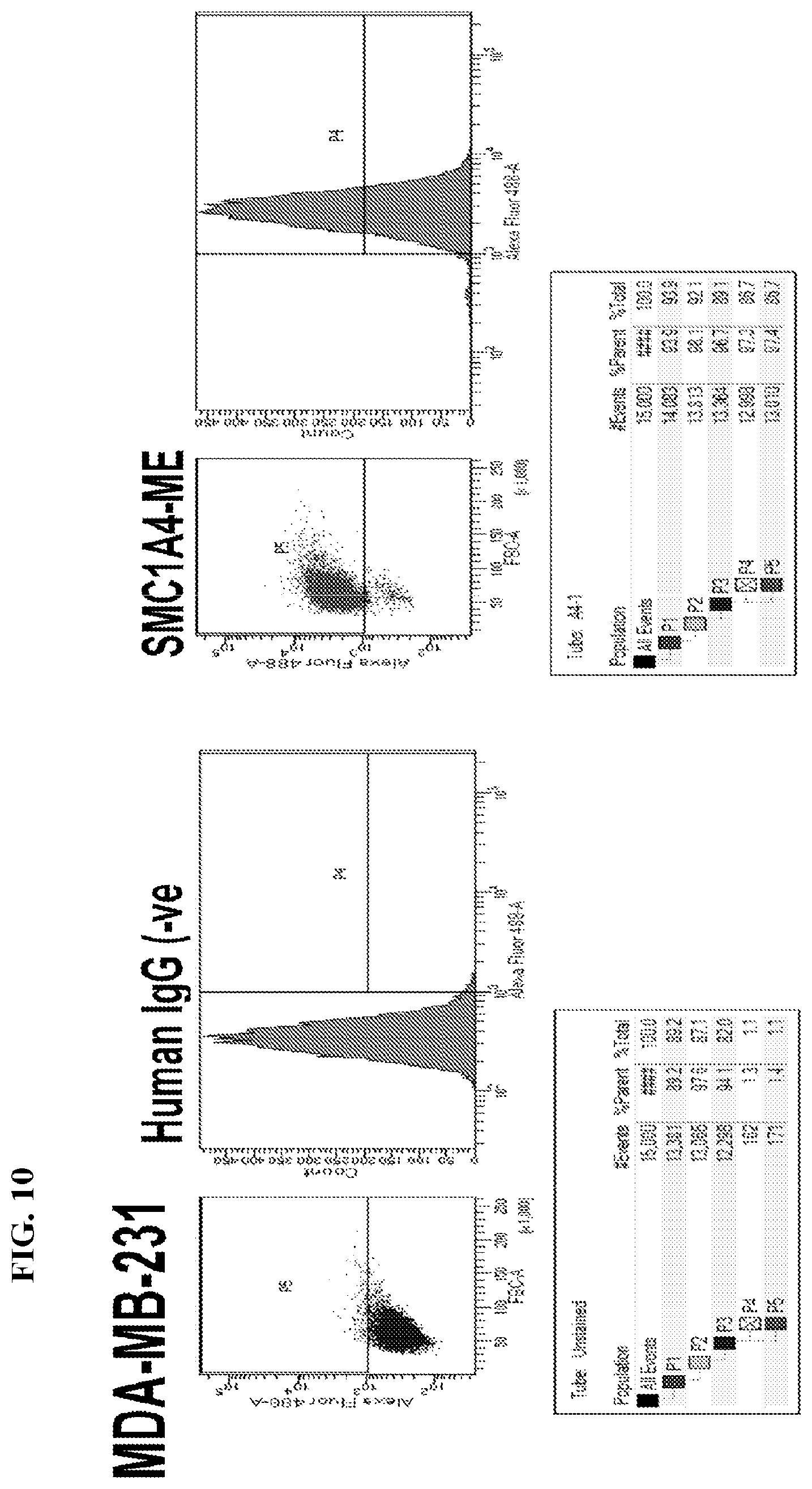 Patent US12617845 Figure 15 – SMC1A antibodies and uses thereof